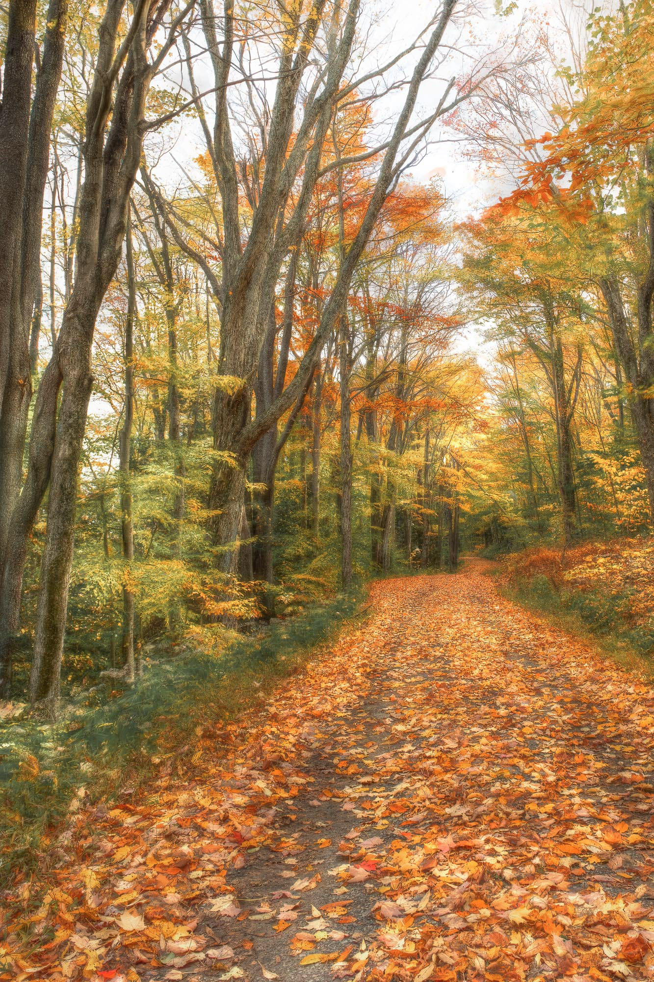 Canaan Loop