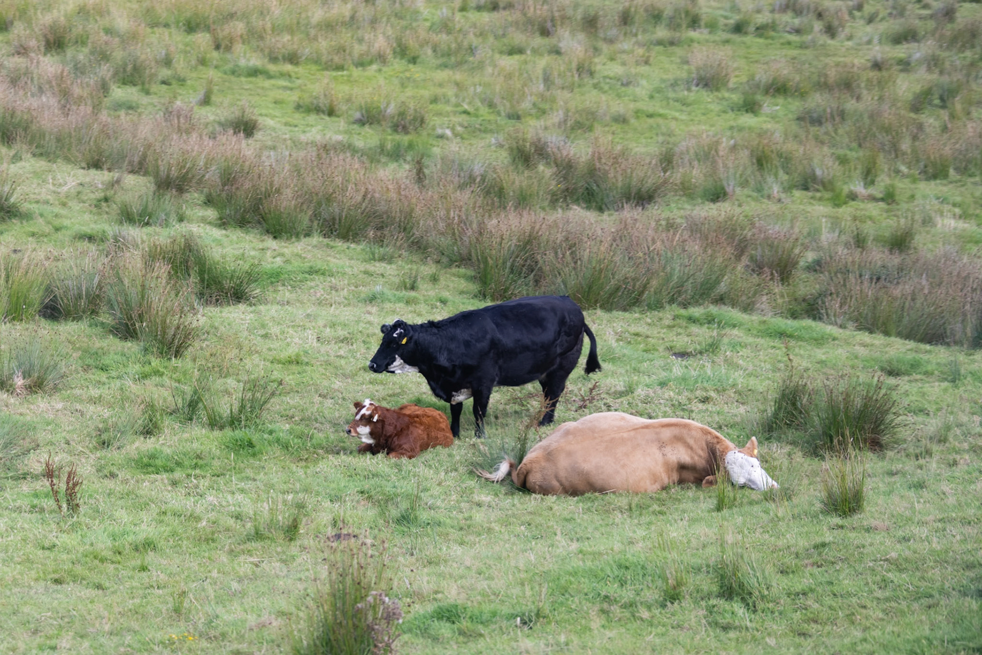 Contented cows on Sky Road drive