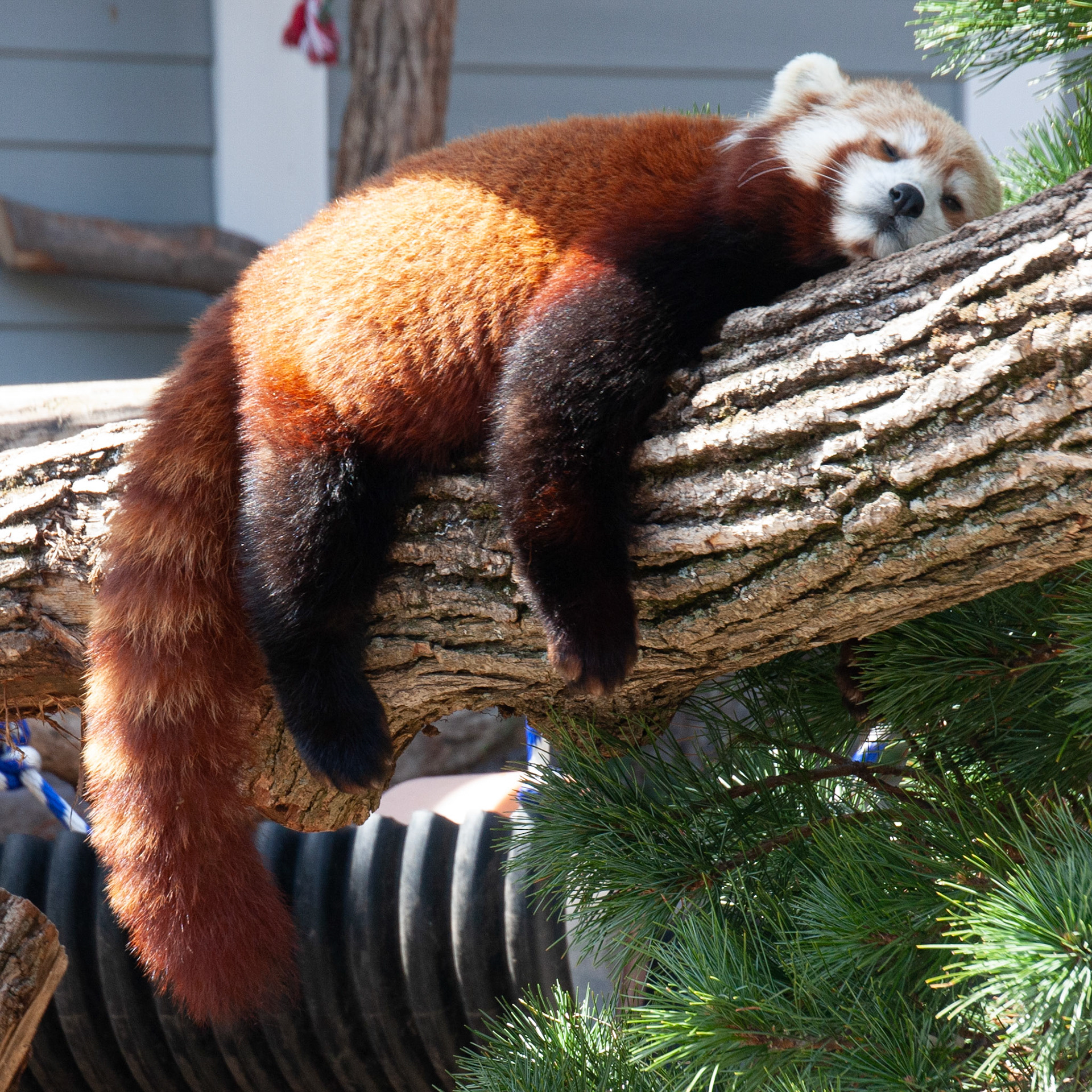 Starlight, Seneca Park Zoo
