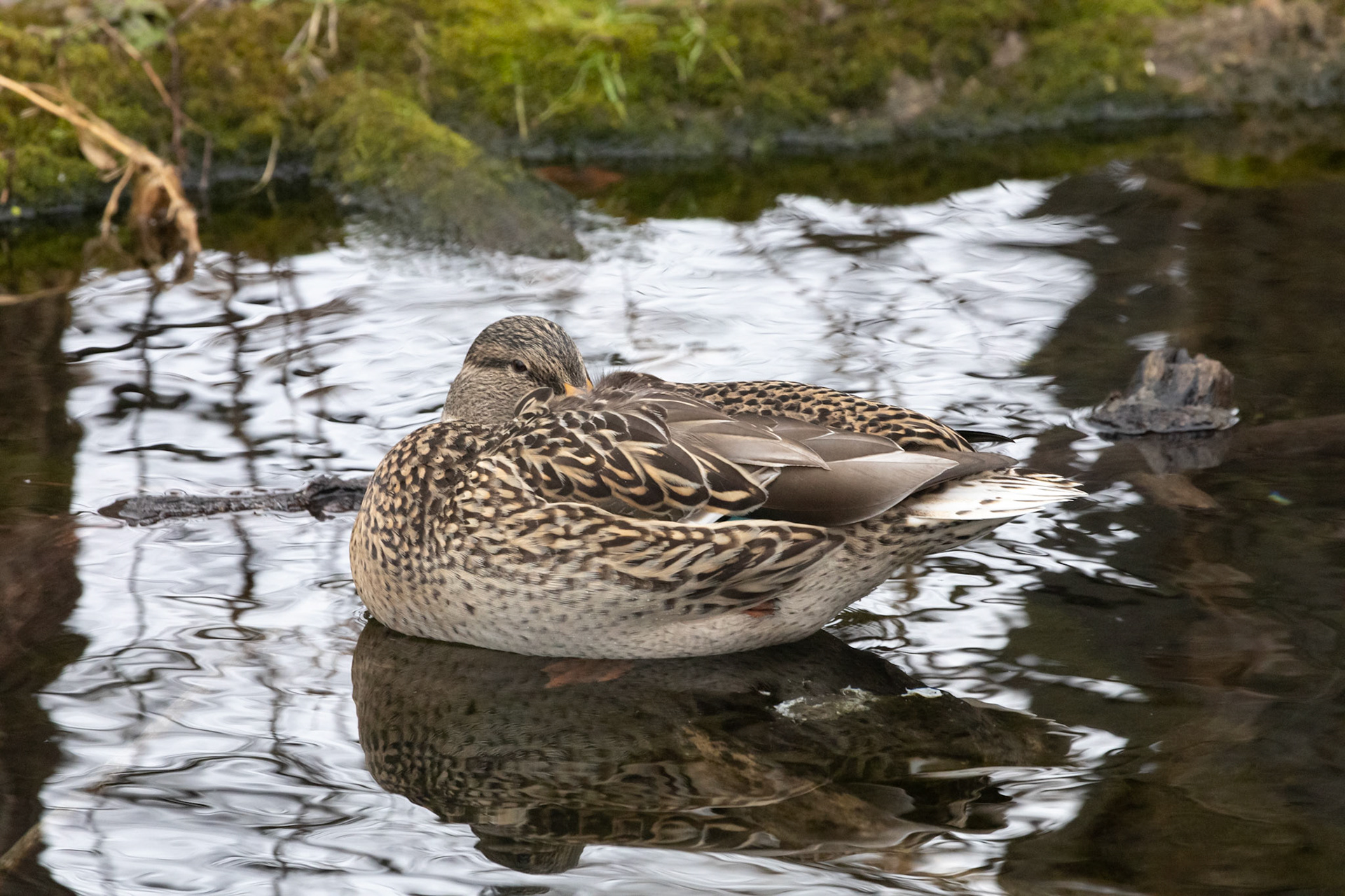 Duck