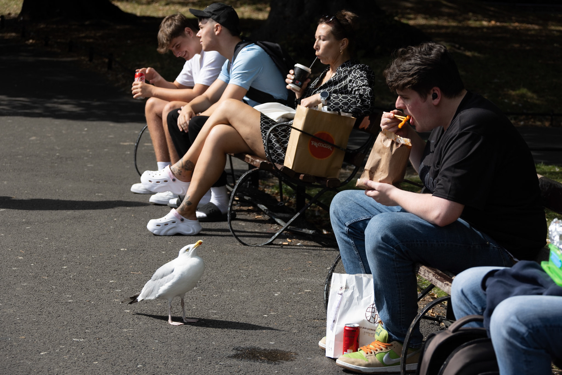 Expectant gull at St Stephen's Green