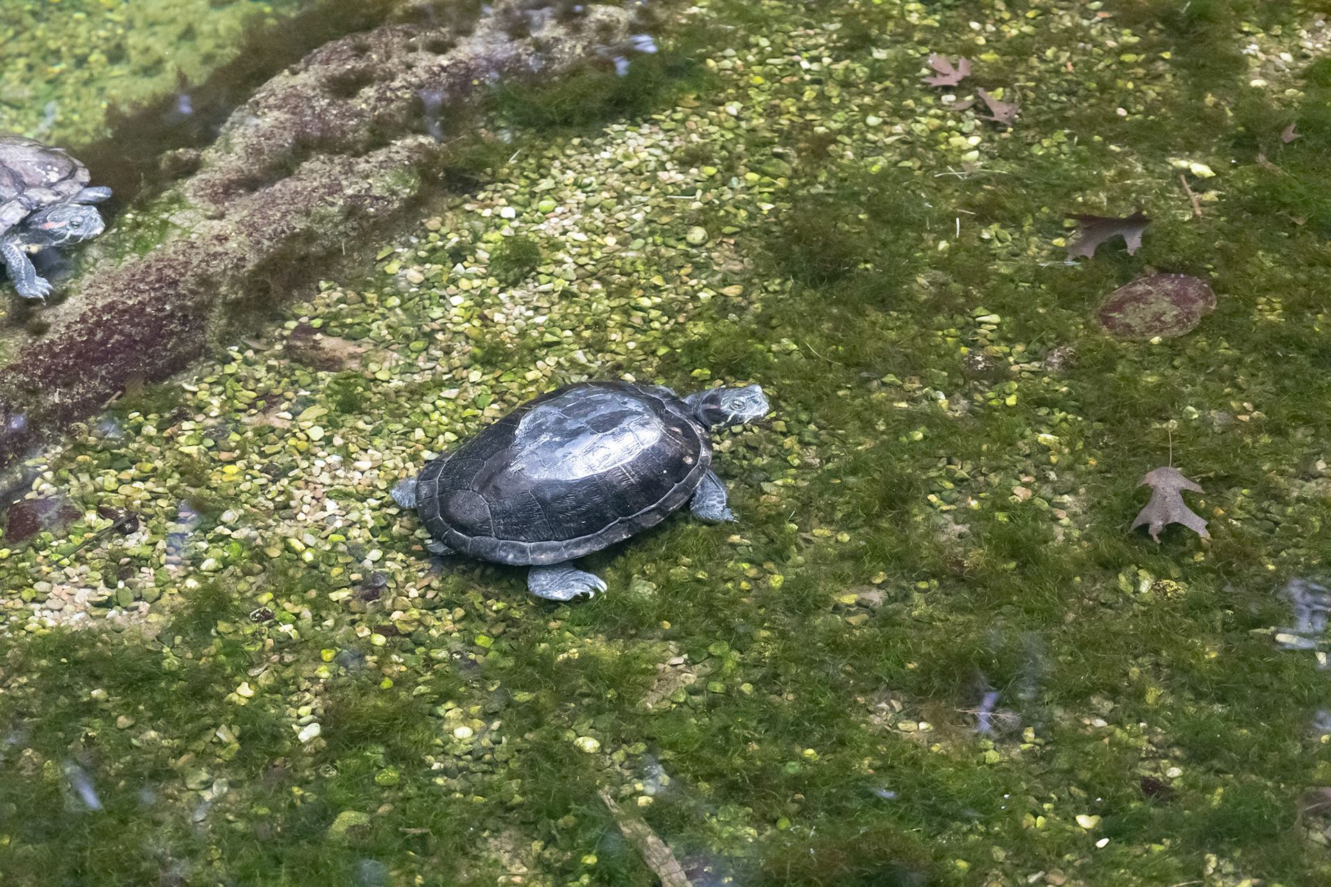 Red-eared slider