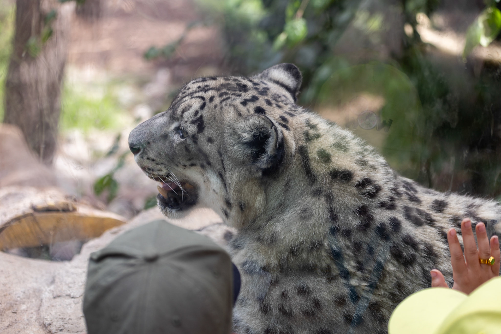 Snow leopard