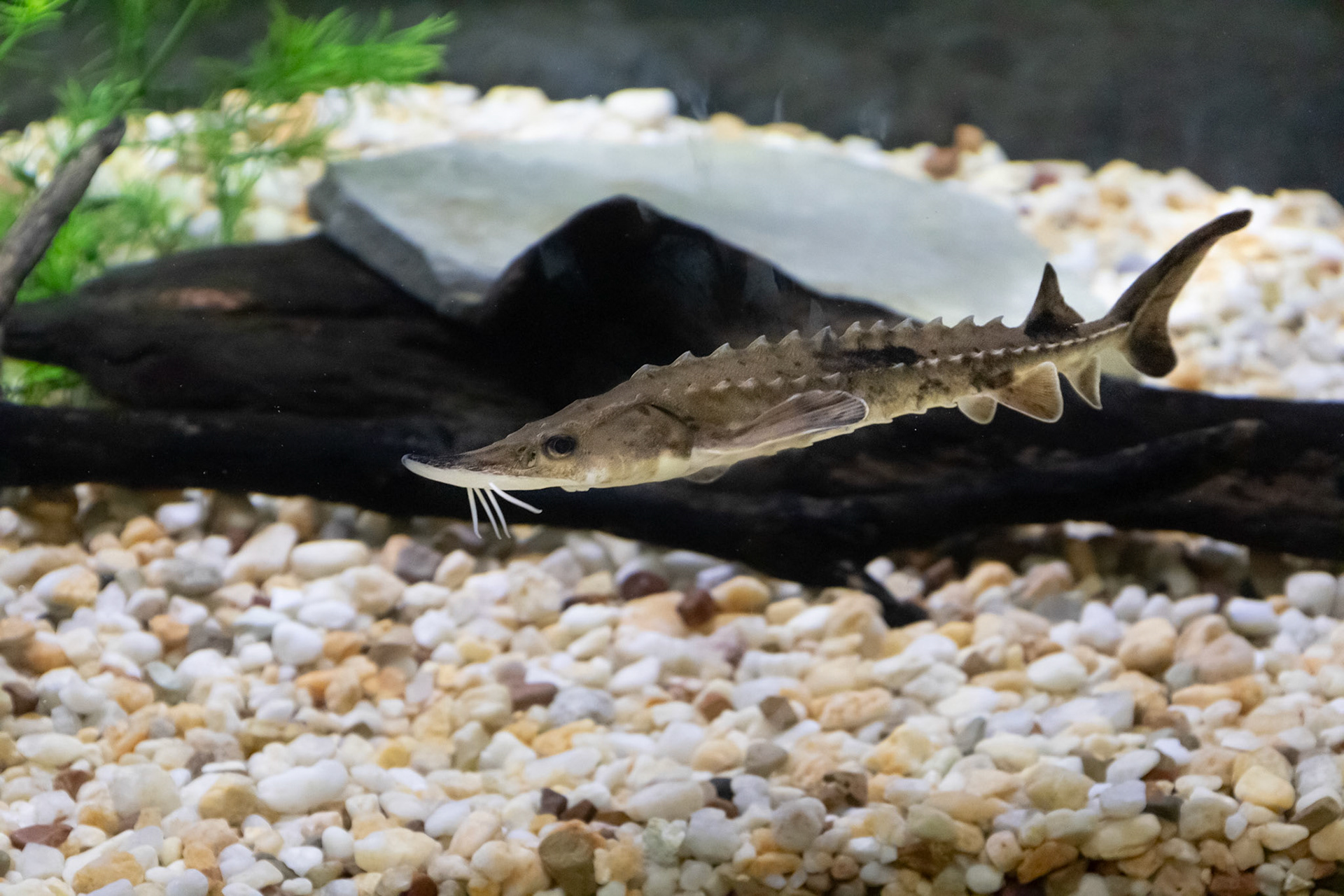Sturgeon
