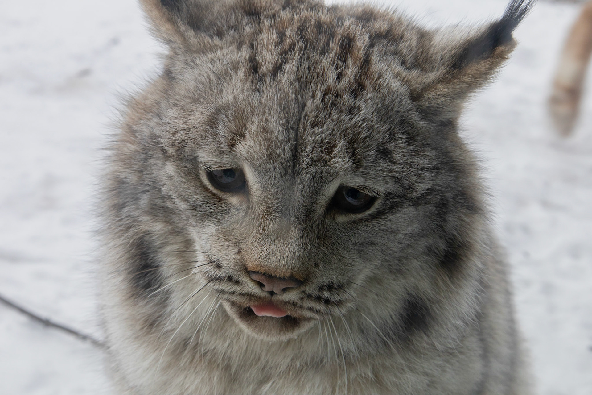 Canada Lynx blep
