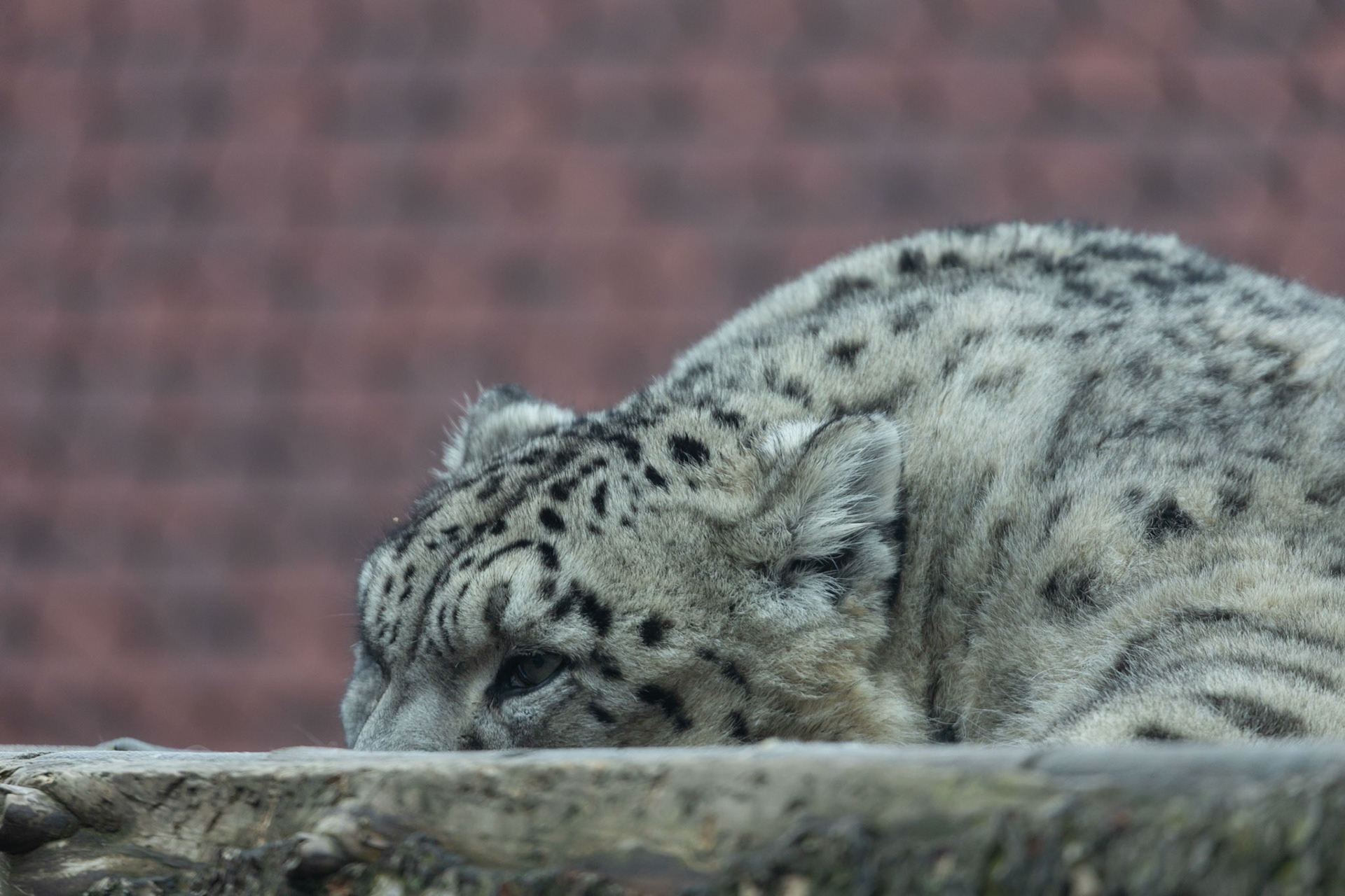 Snow leopard