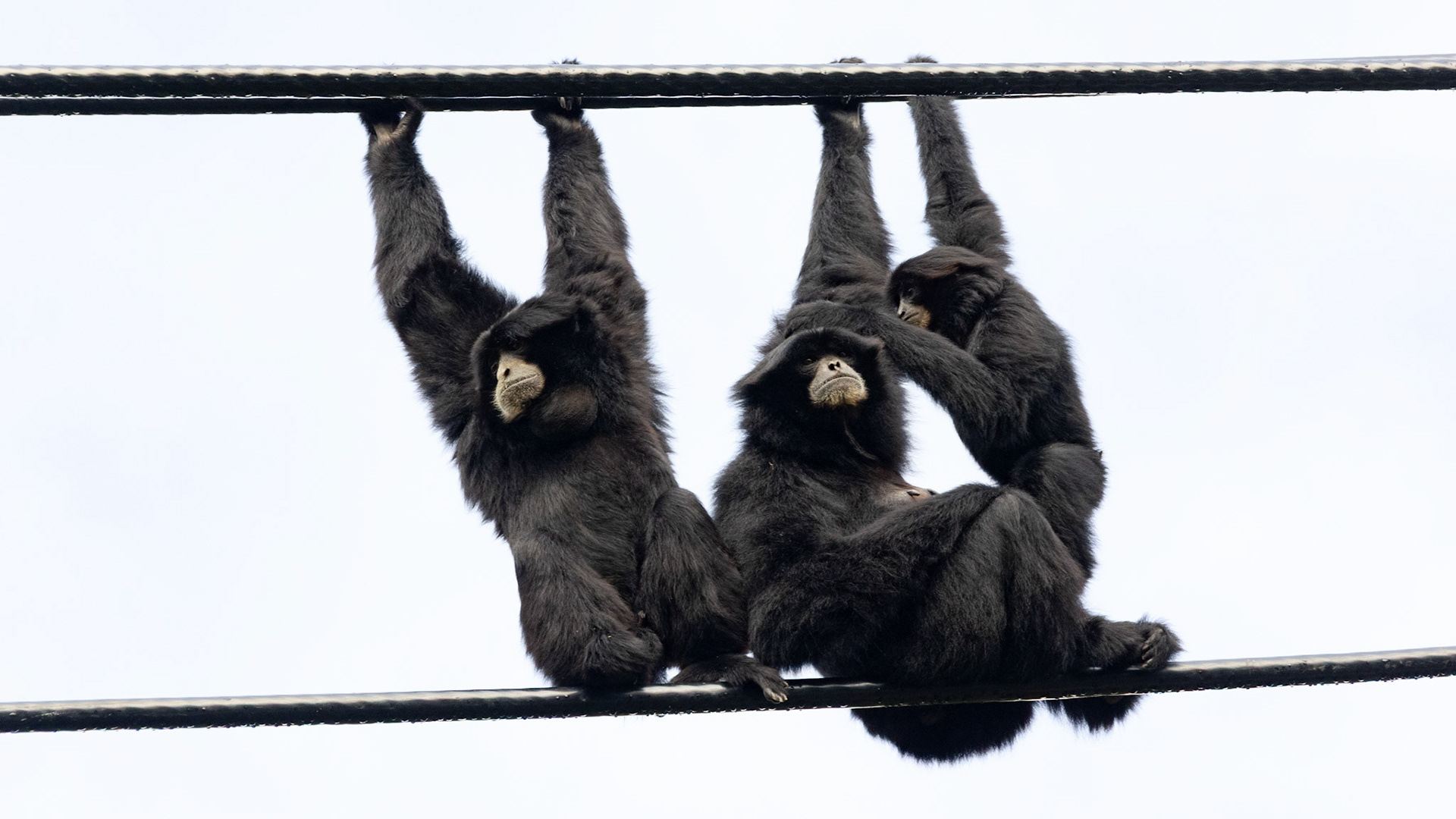 Siamangs hanging out