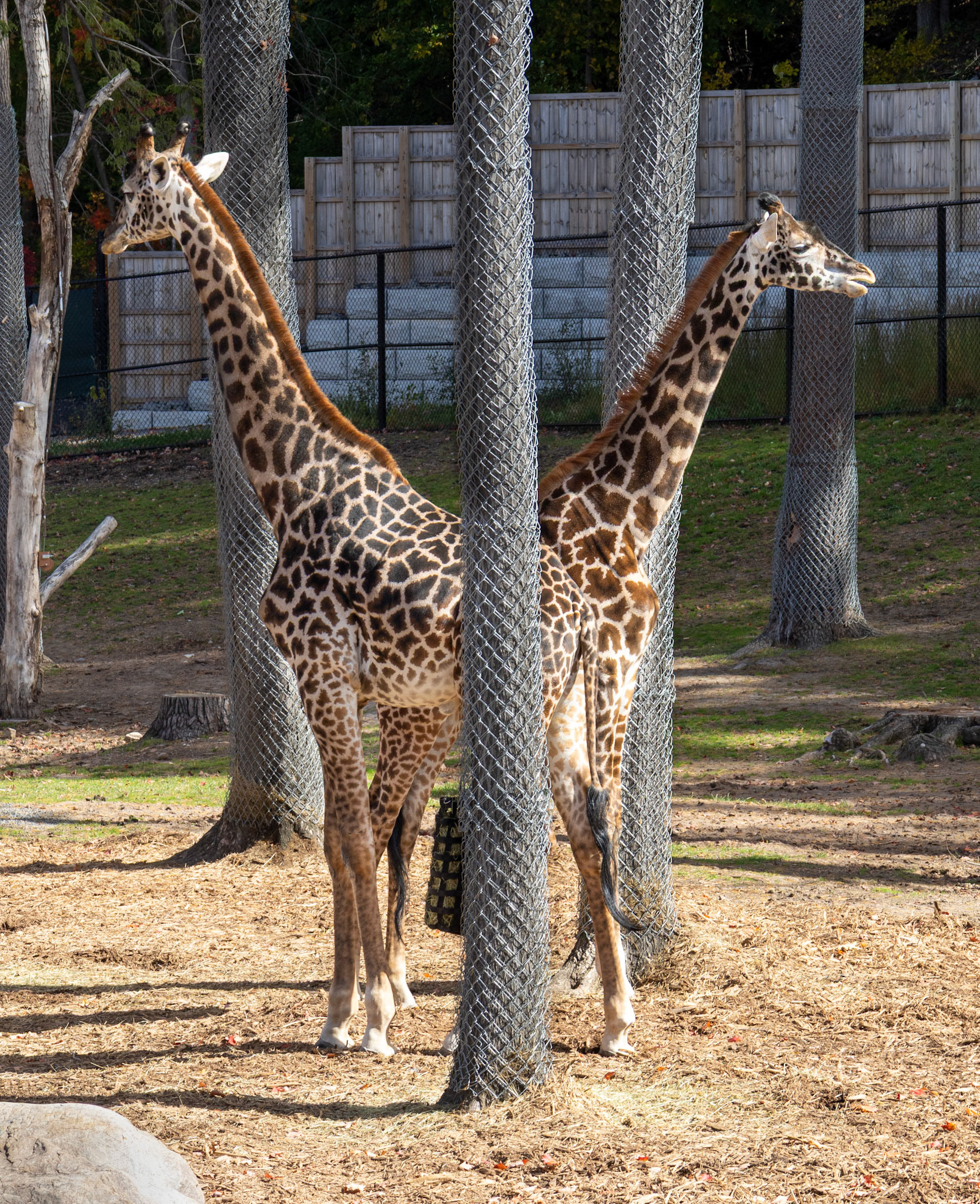 Pushmi-pullyu giraffes at Seneca Park Zoo