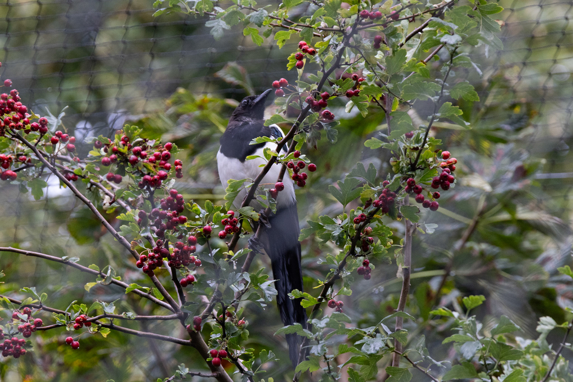 Eurasian Magpie