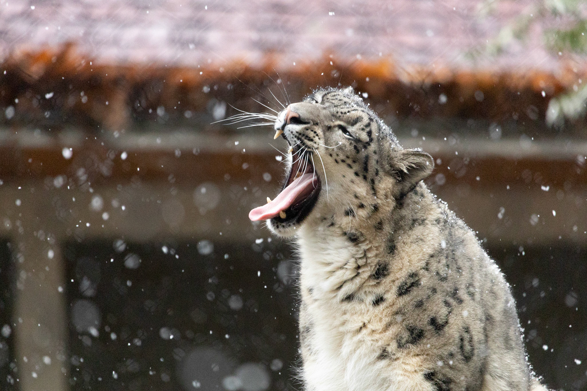 Timila catching snowflakes (snow leopard at Seneca Park Zoo)