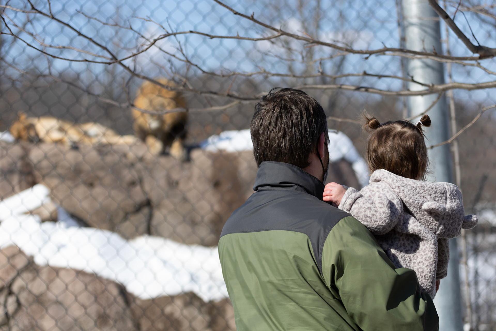 Wondering where the lions are at Seneca Park Zoo