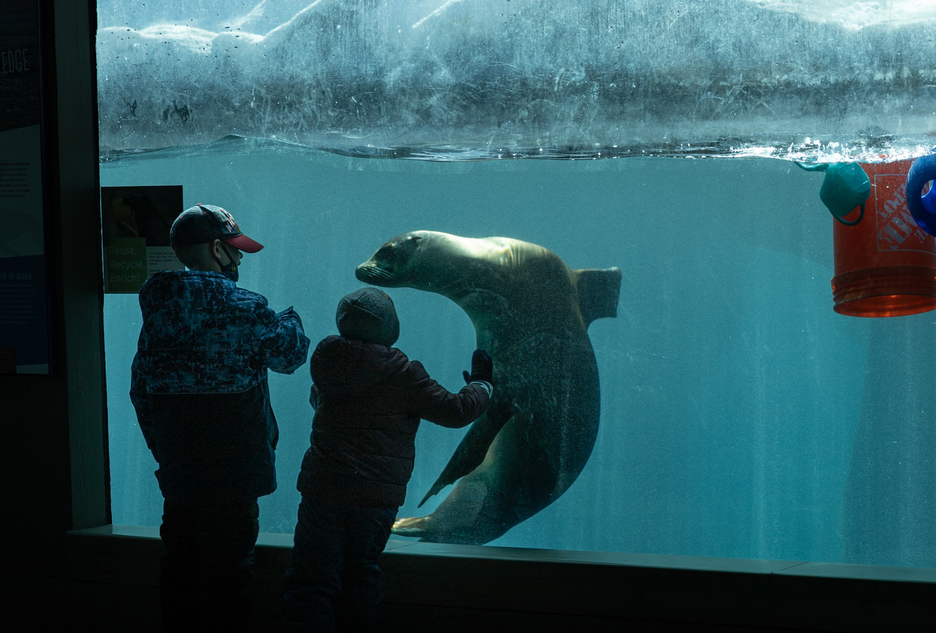 Sea lion play with kids at Seneca Park Zoo