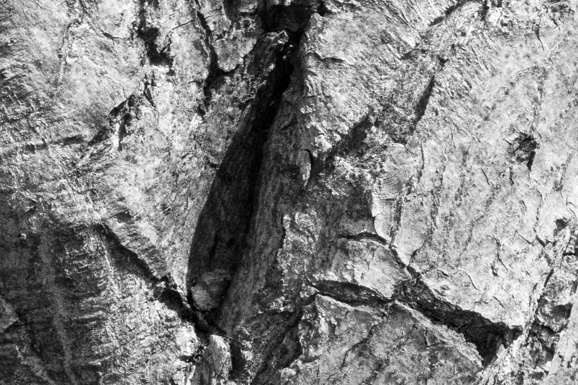 Windemere tree 15
