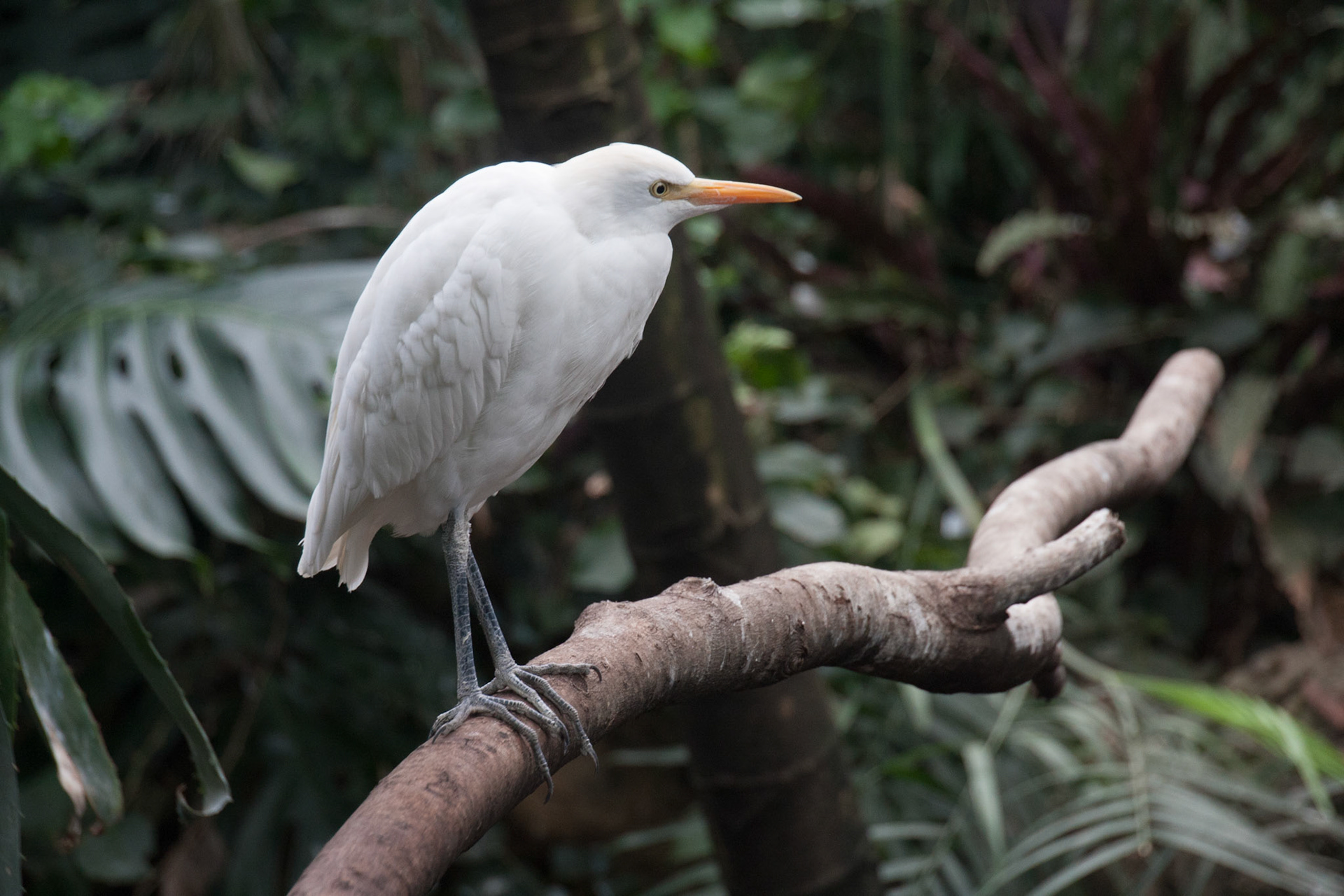 Buffalo Zoo