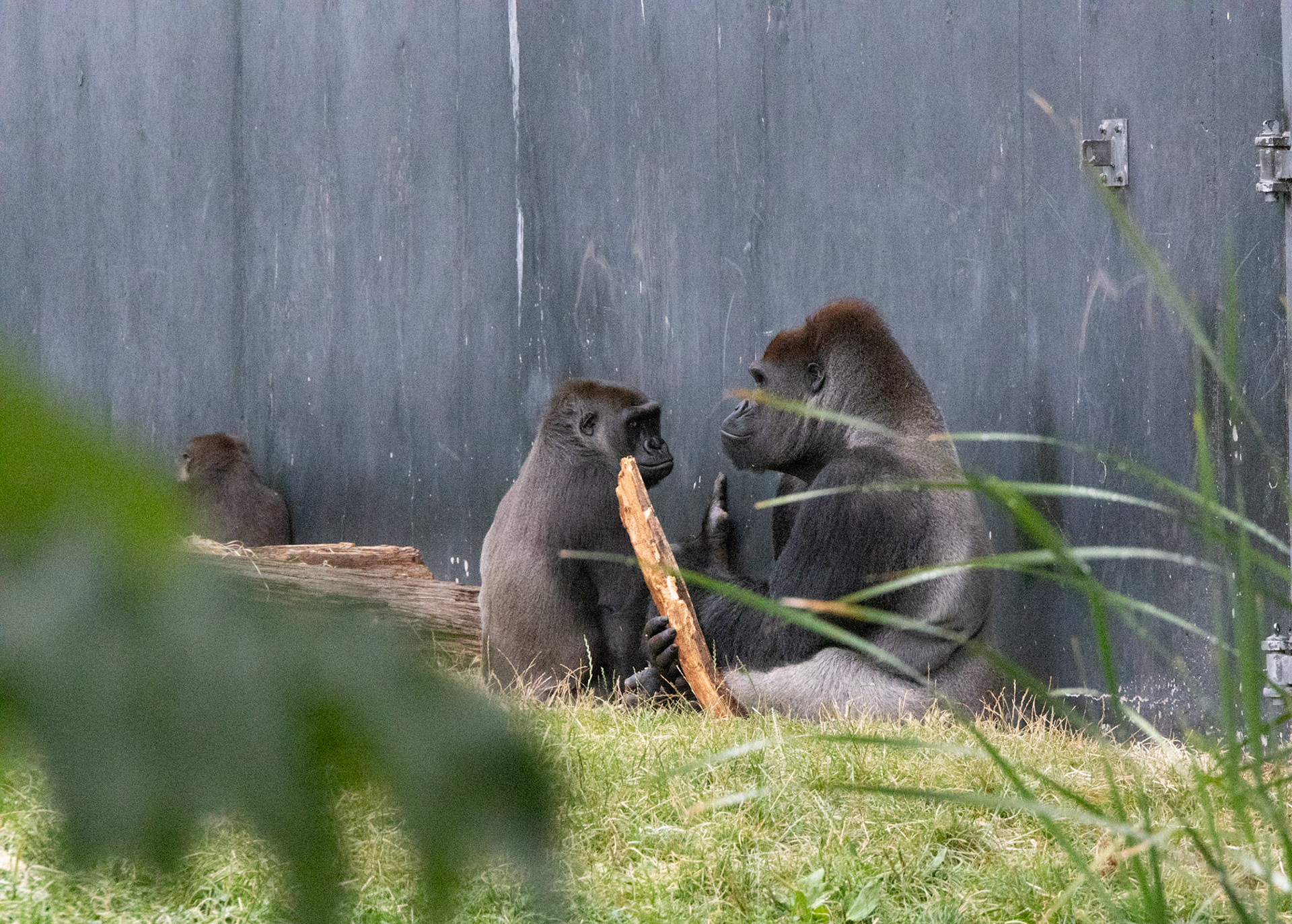 Gorillas having a chat