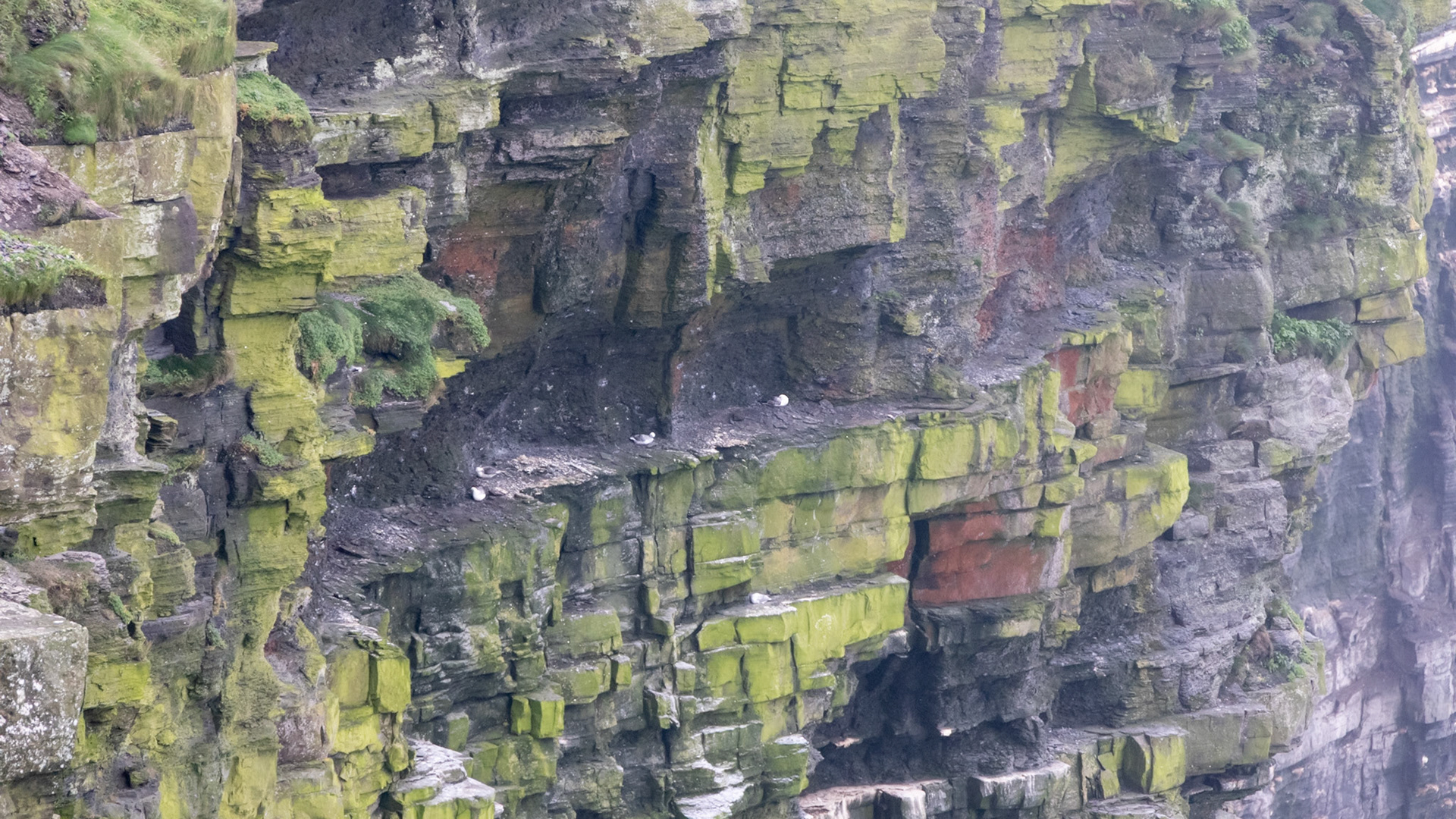 Gulls at Cliffs of Moher
