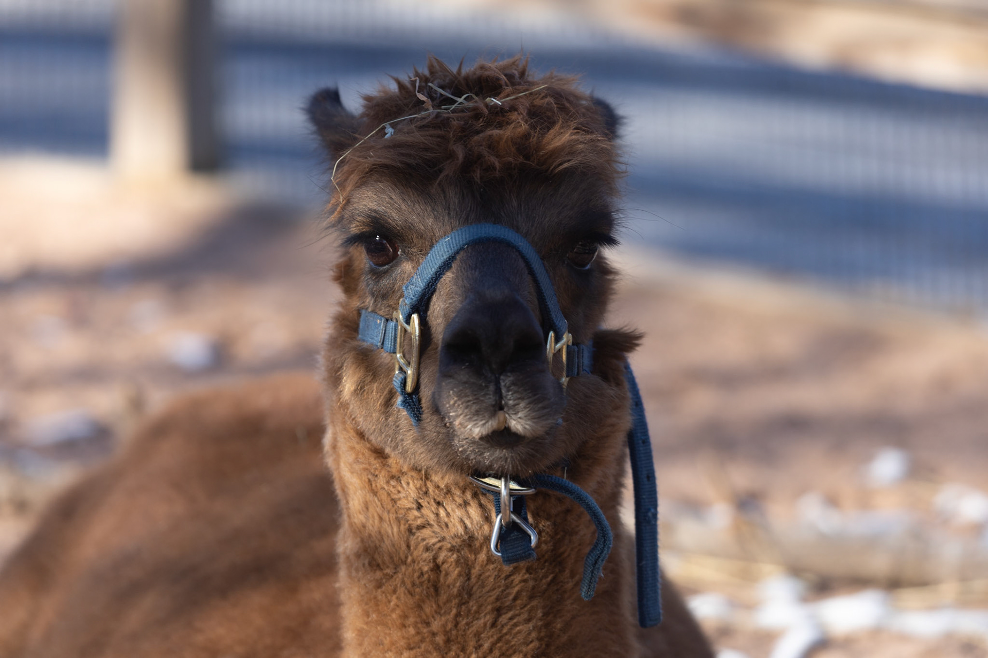Llama, Rosamond Gifford Zoo