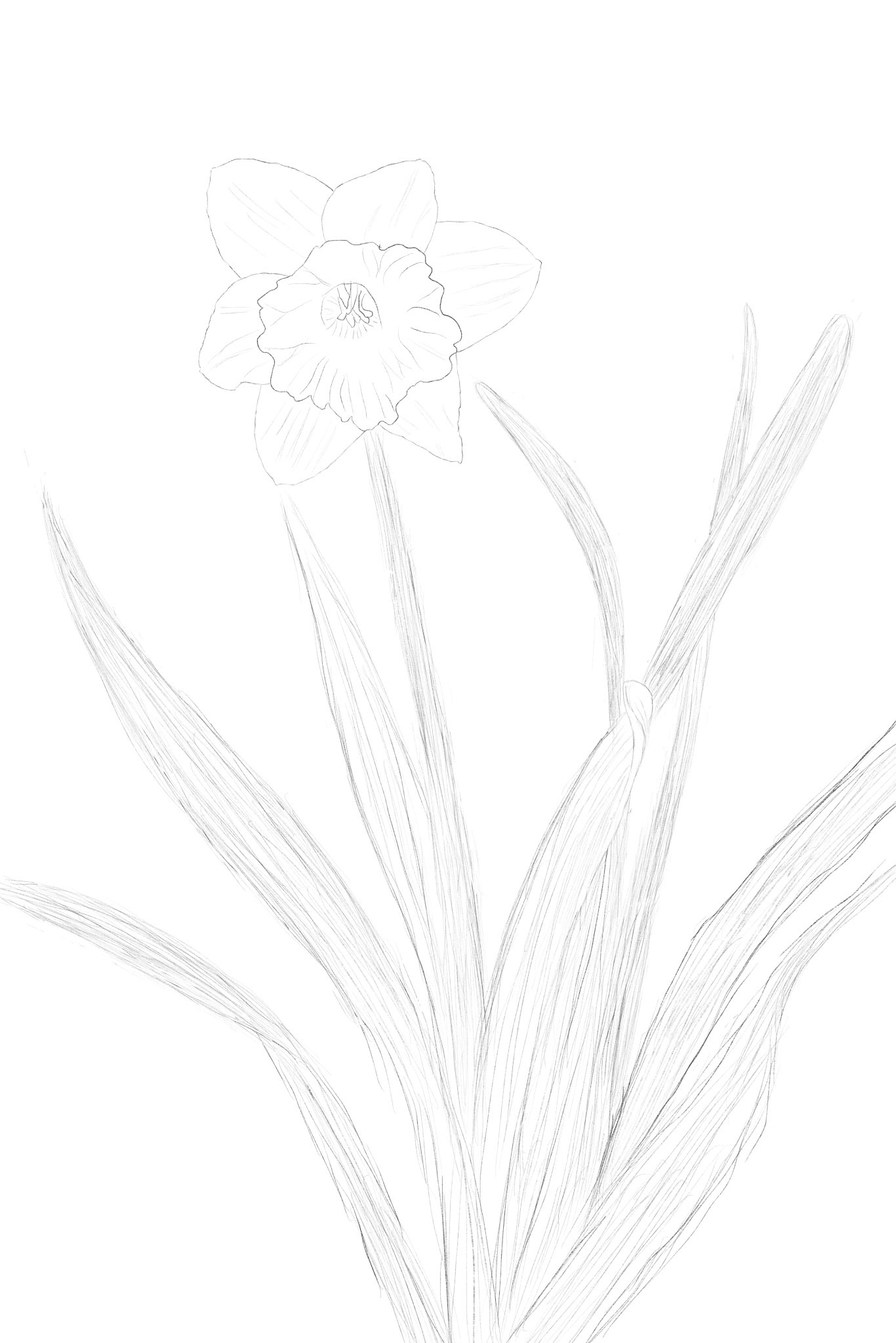 Daffodil pencil sketch, traced from a photo