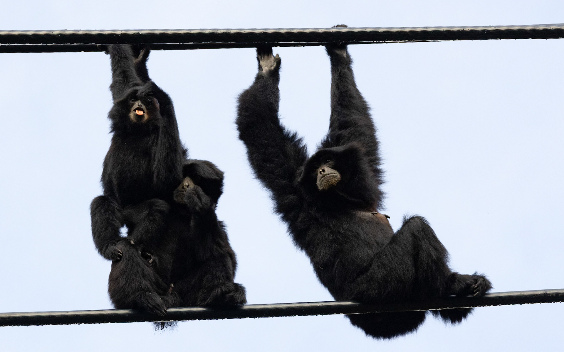 Siamangs hanging out