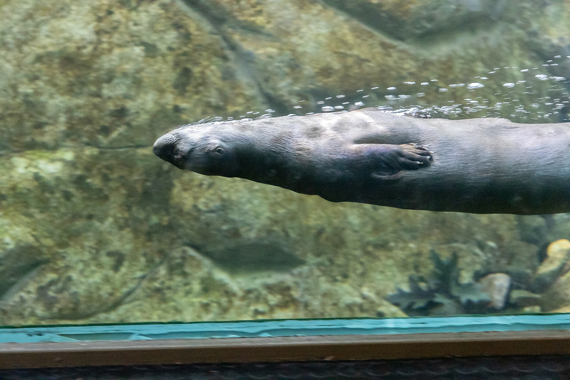 Otter