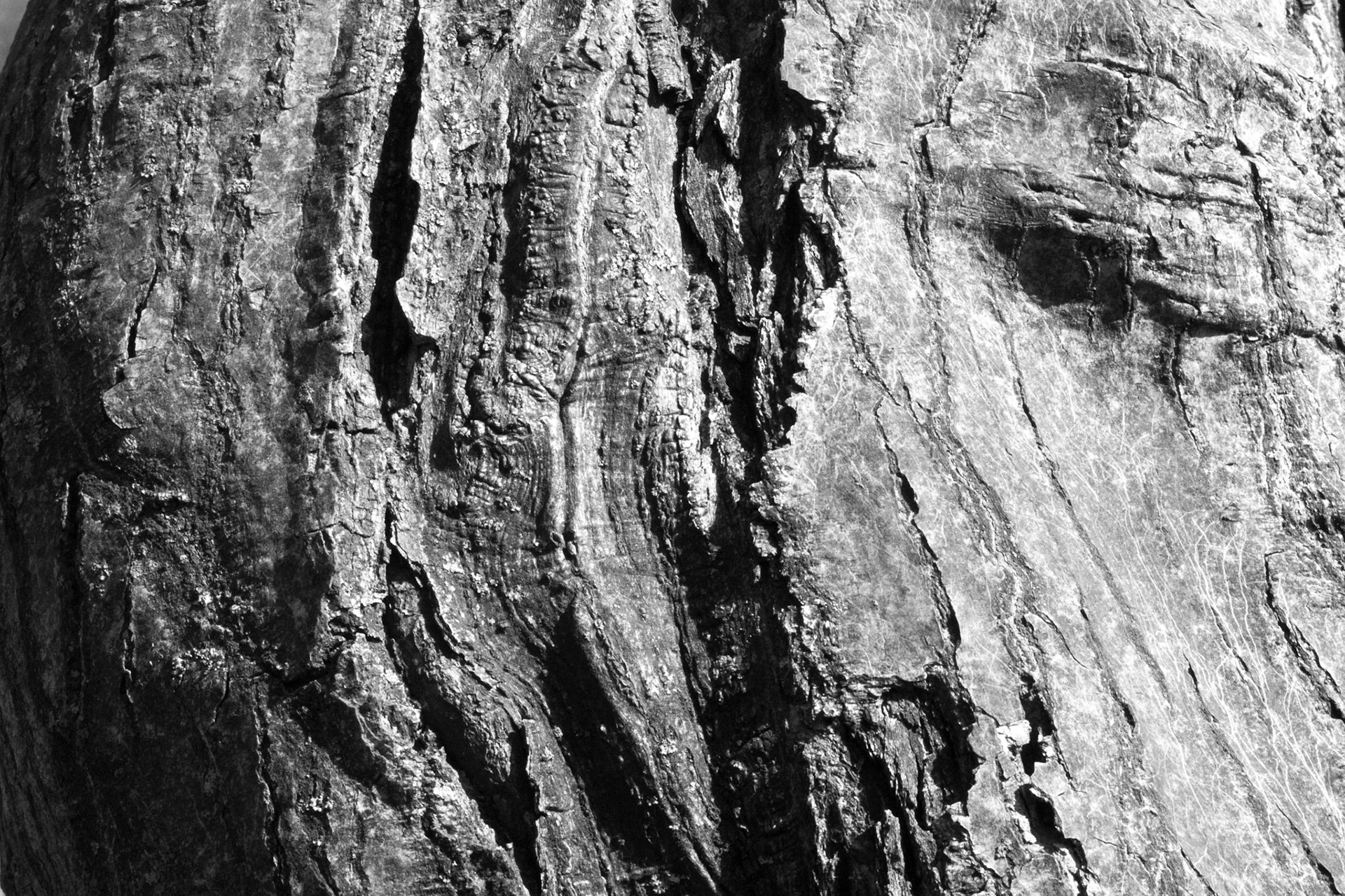 Windemere tree 17