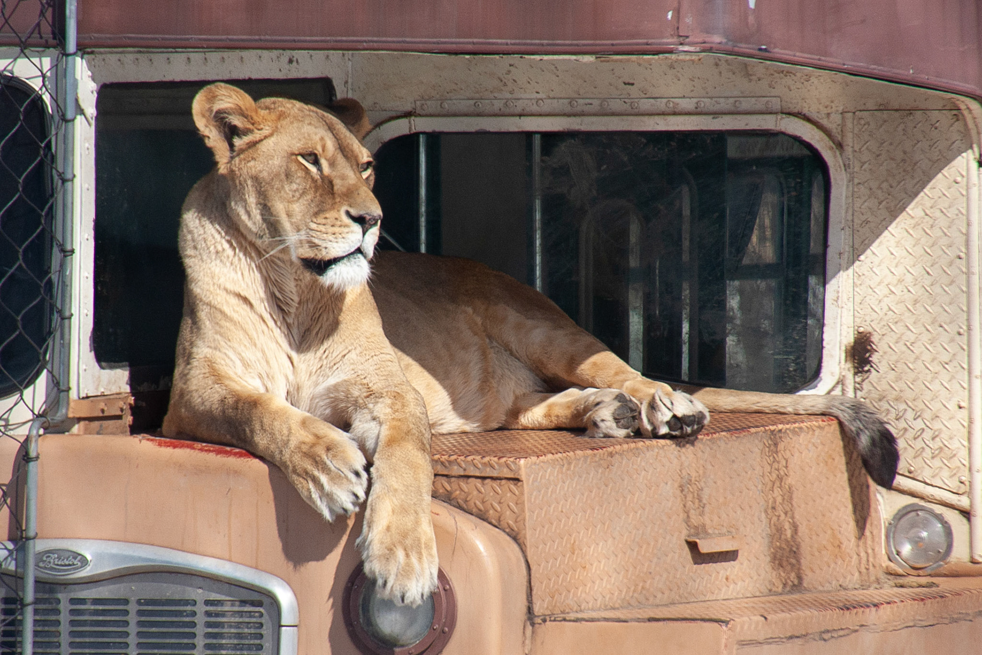 Asha at Seneca Park Zoo