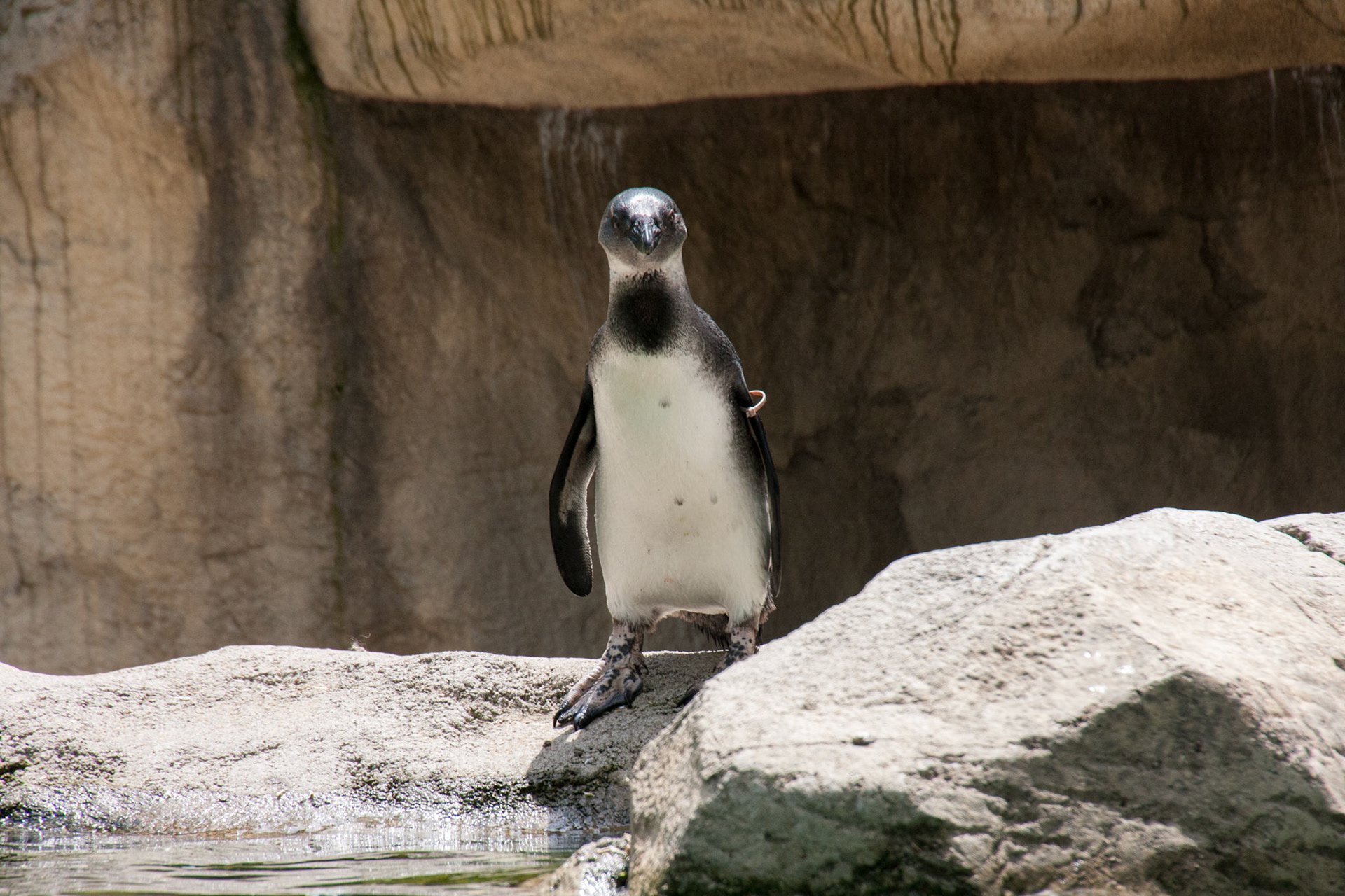 Seneca Park Zoo