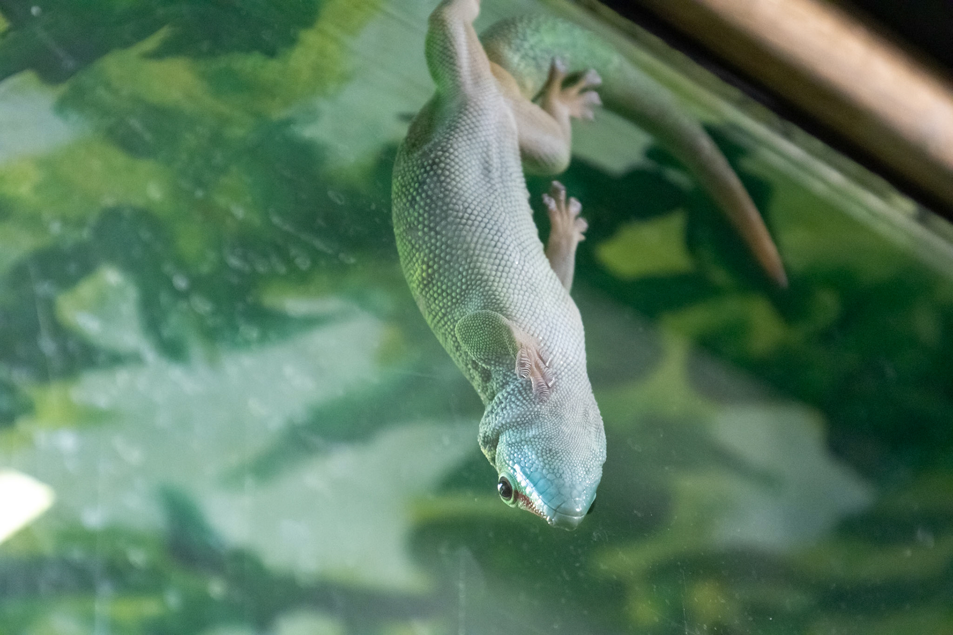 Day Gecko