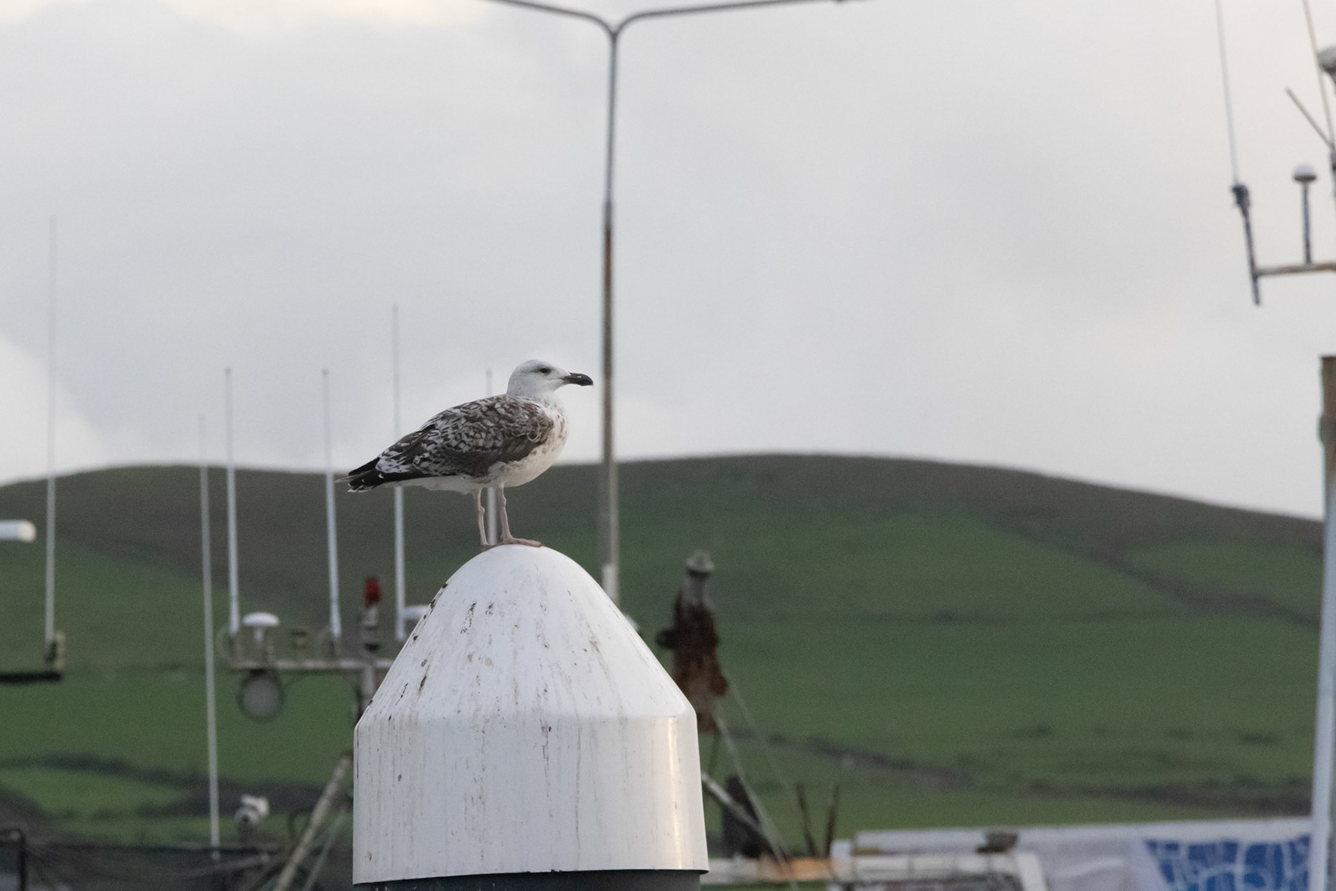 Obligatory seagull at Dingle harbour