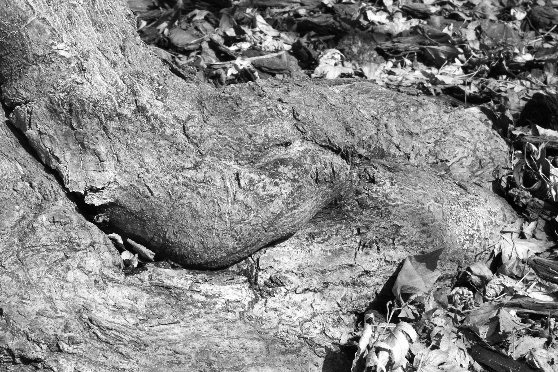 Windemere tree 16