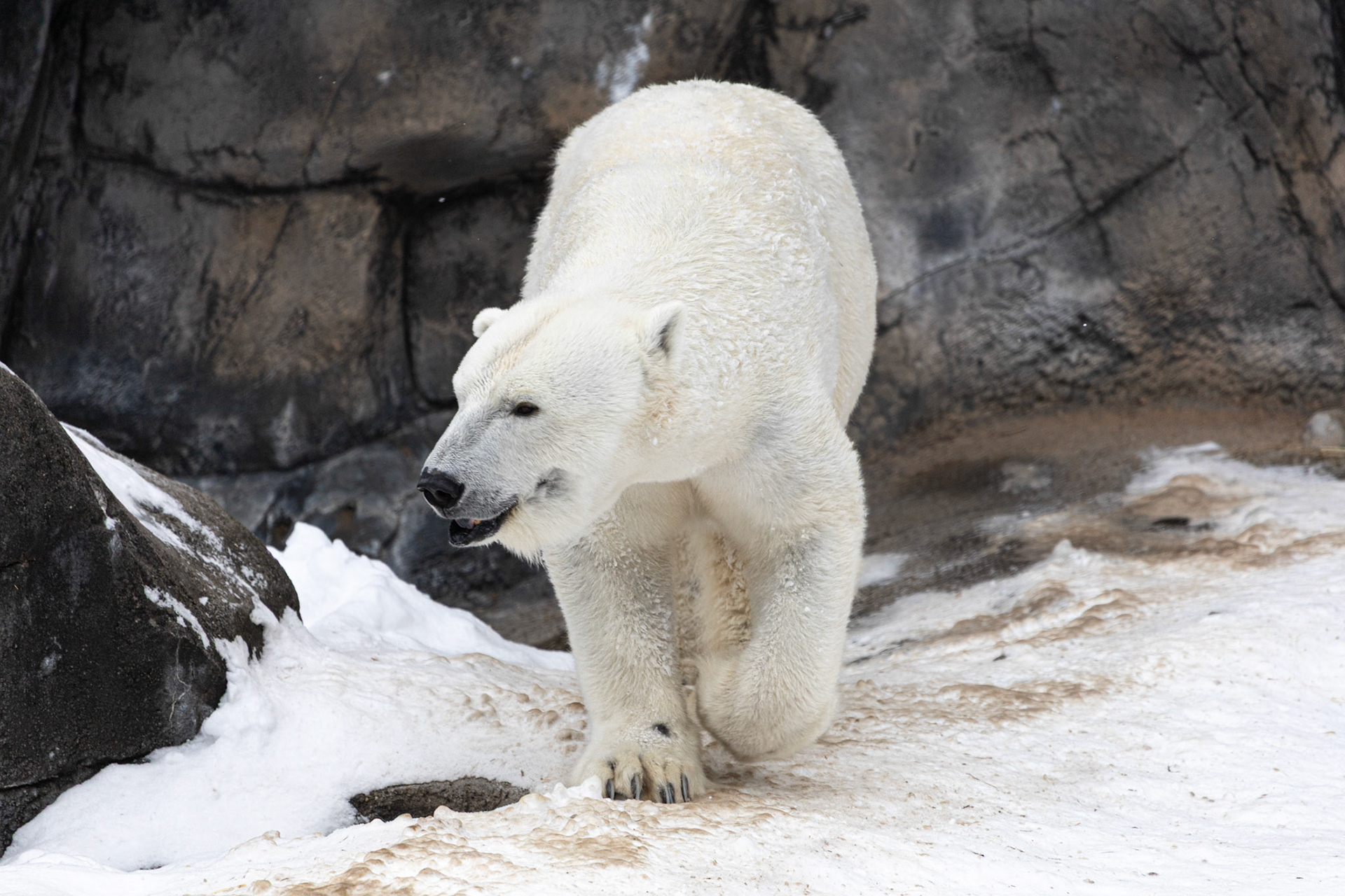Anoki at Seneca Park Zoo