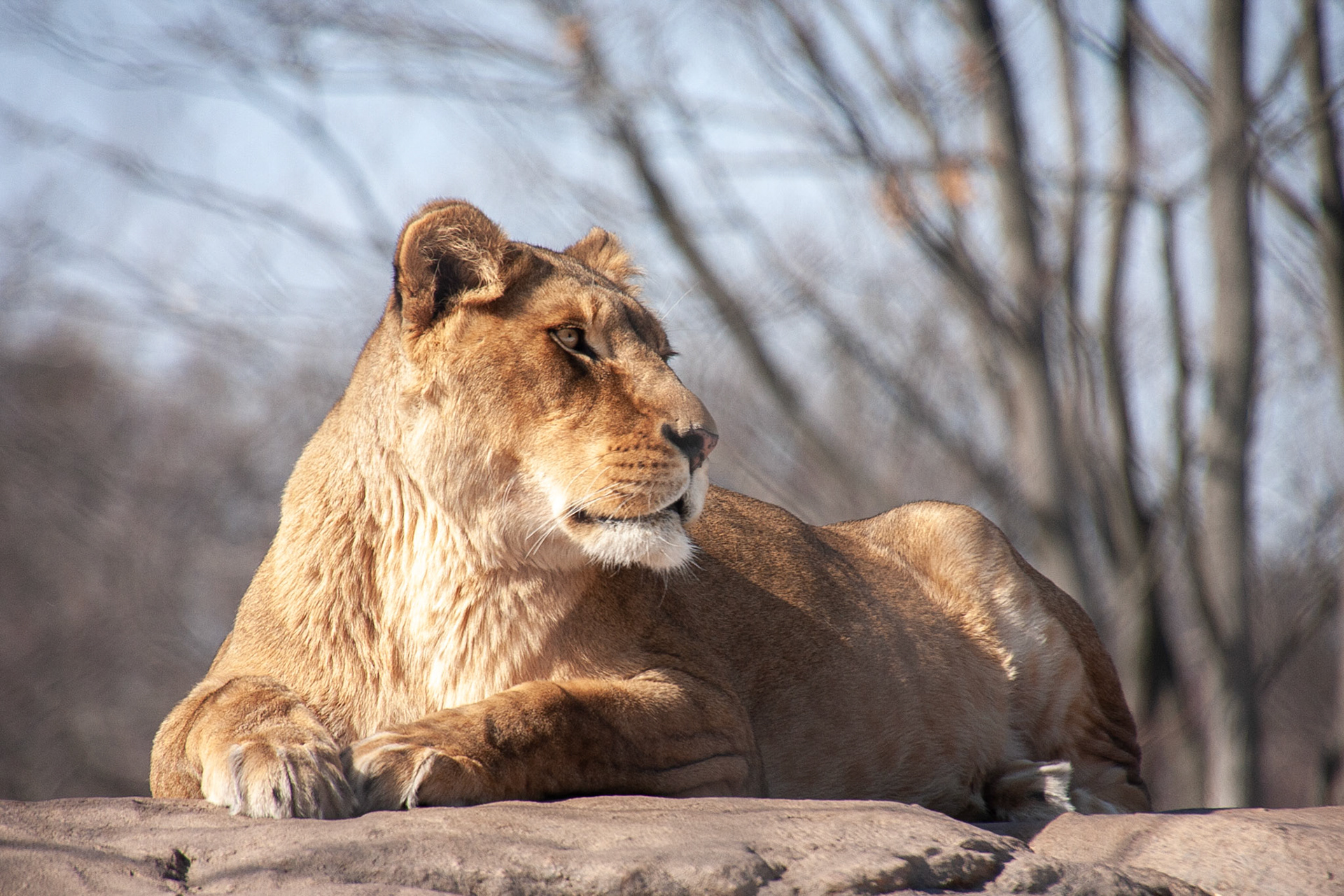Zuri, Seneca Park Zoo