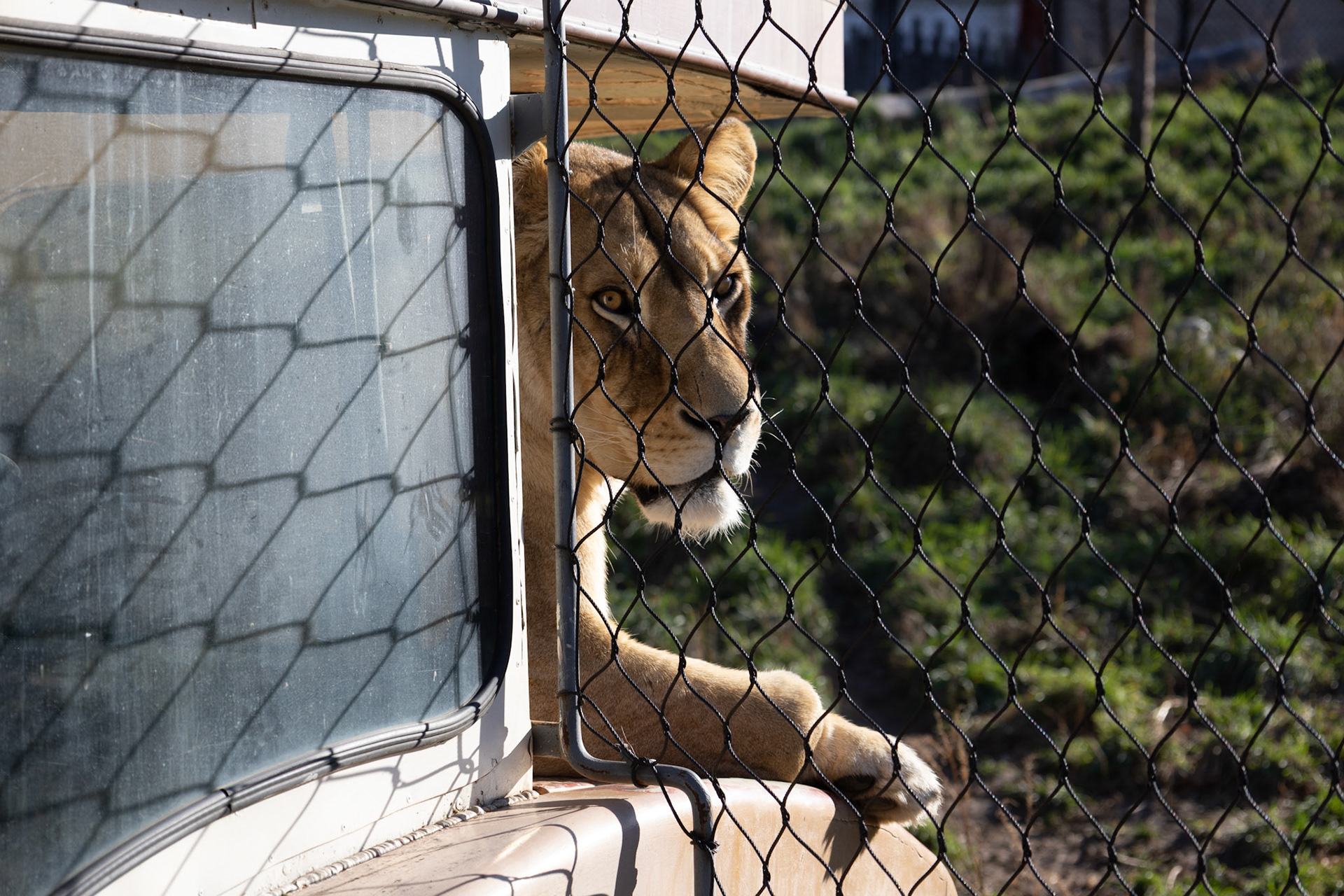 Asha, Seneca Park Zoo
