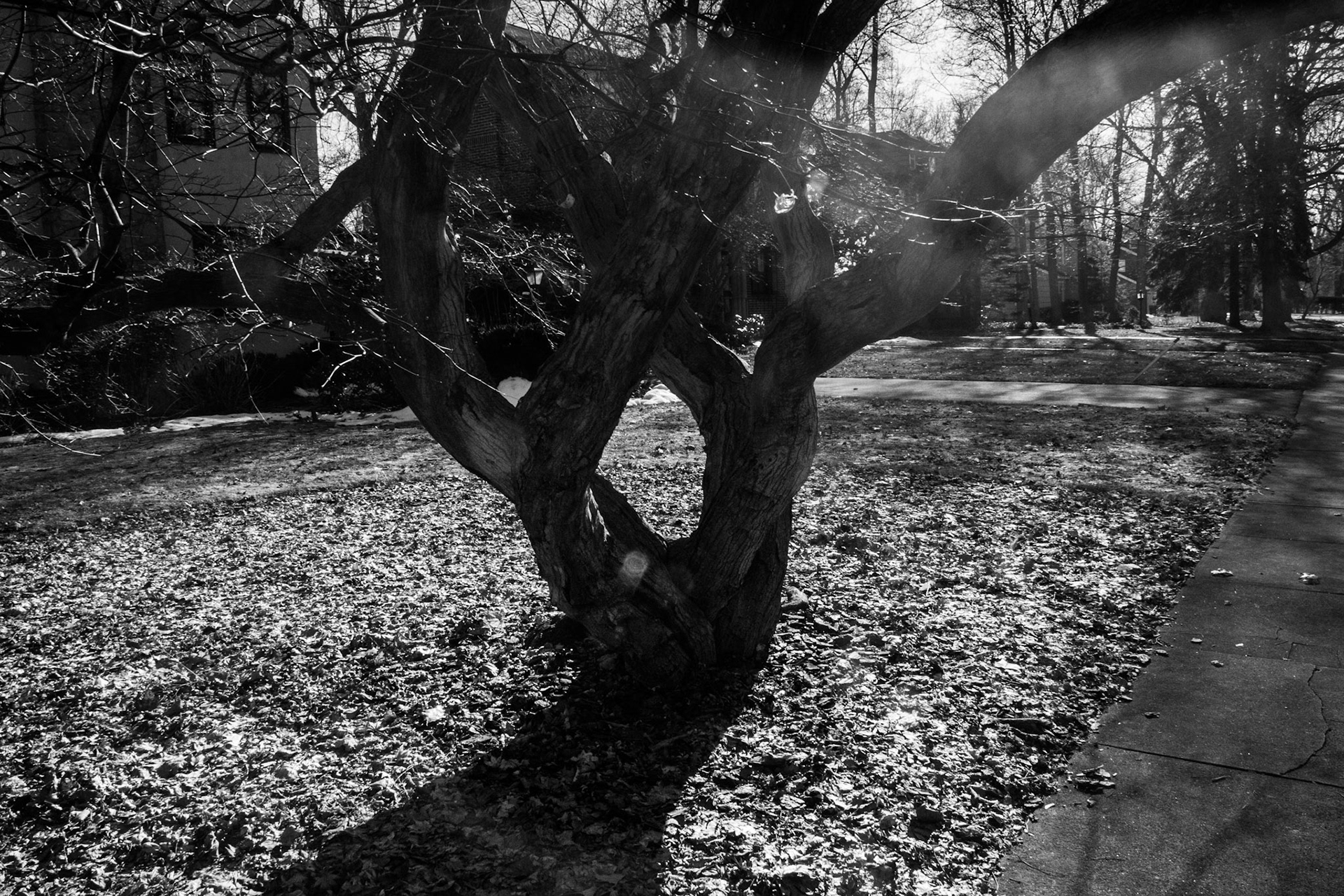 Windemere tree 1 ed