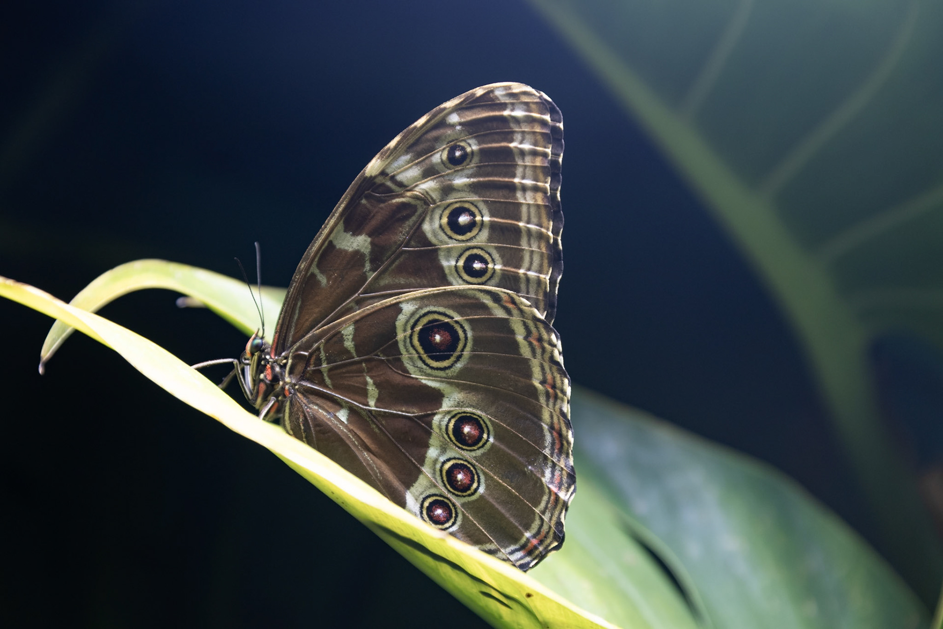 Butterfly garden at Dingle aquarium