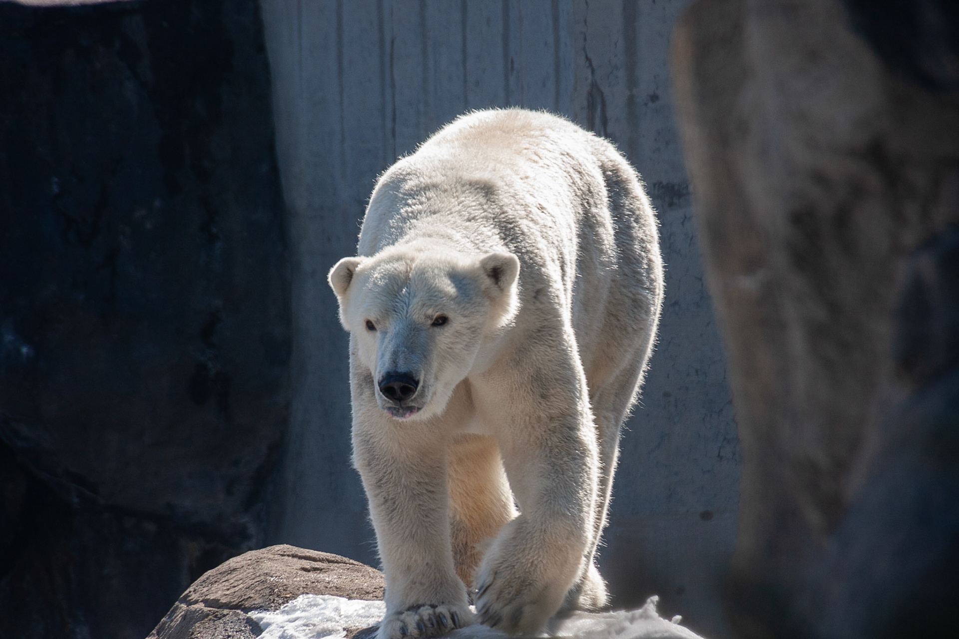 Anoki, Seneca Park Zoo