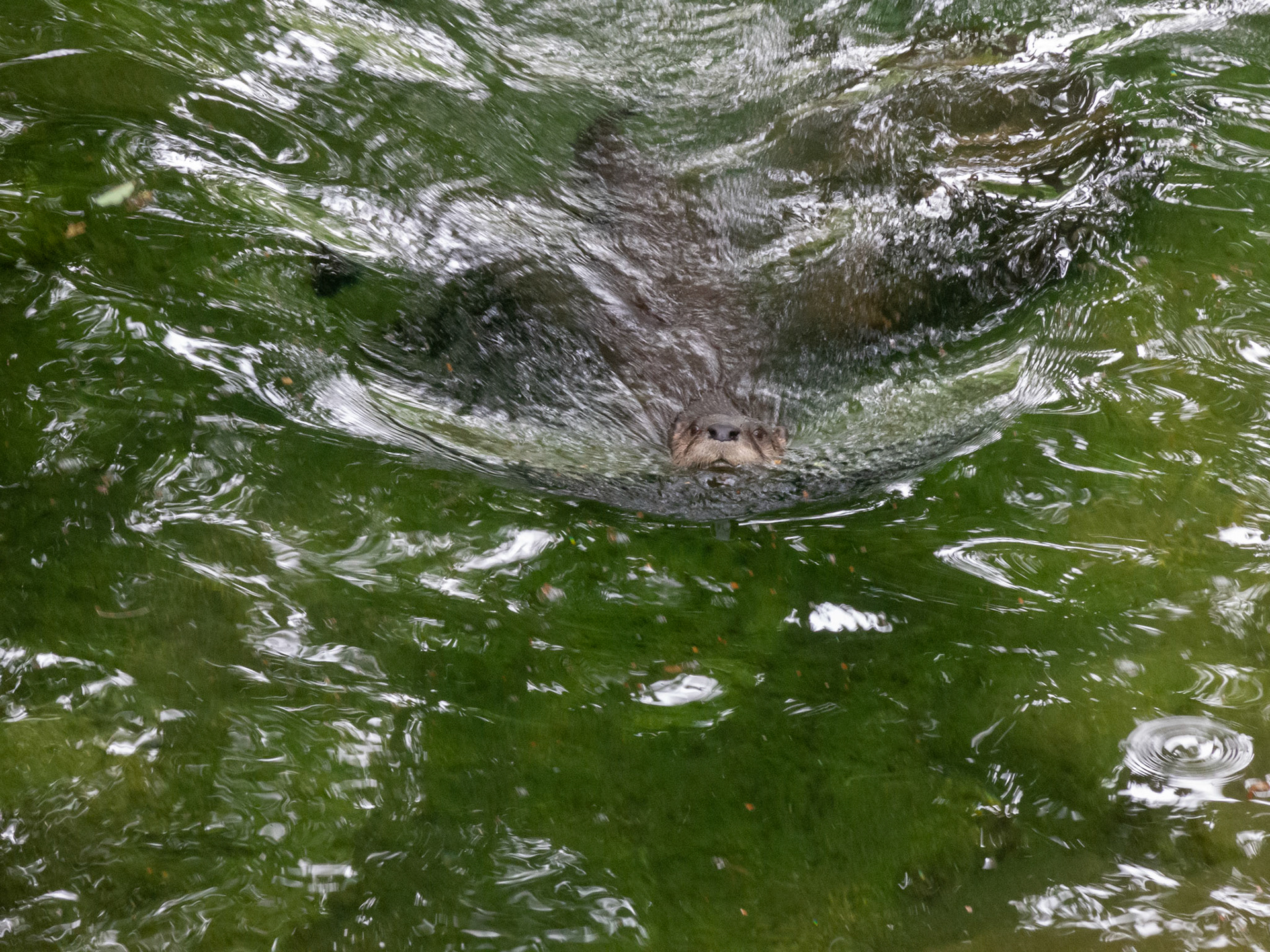River otter