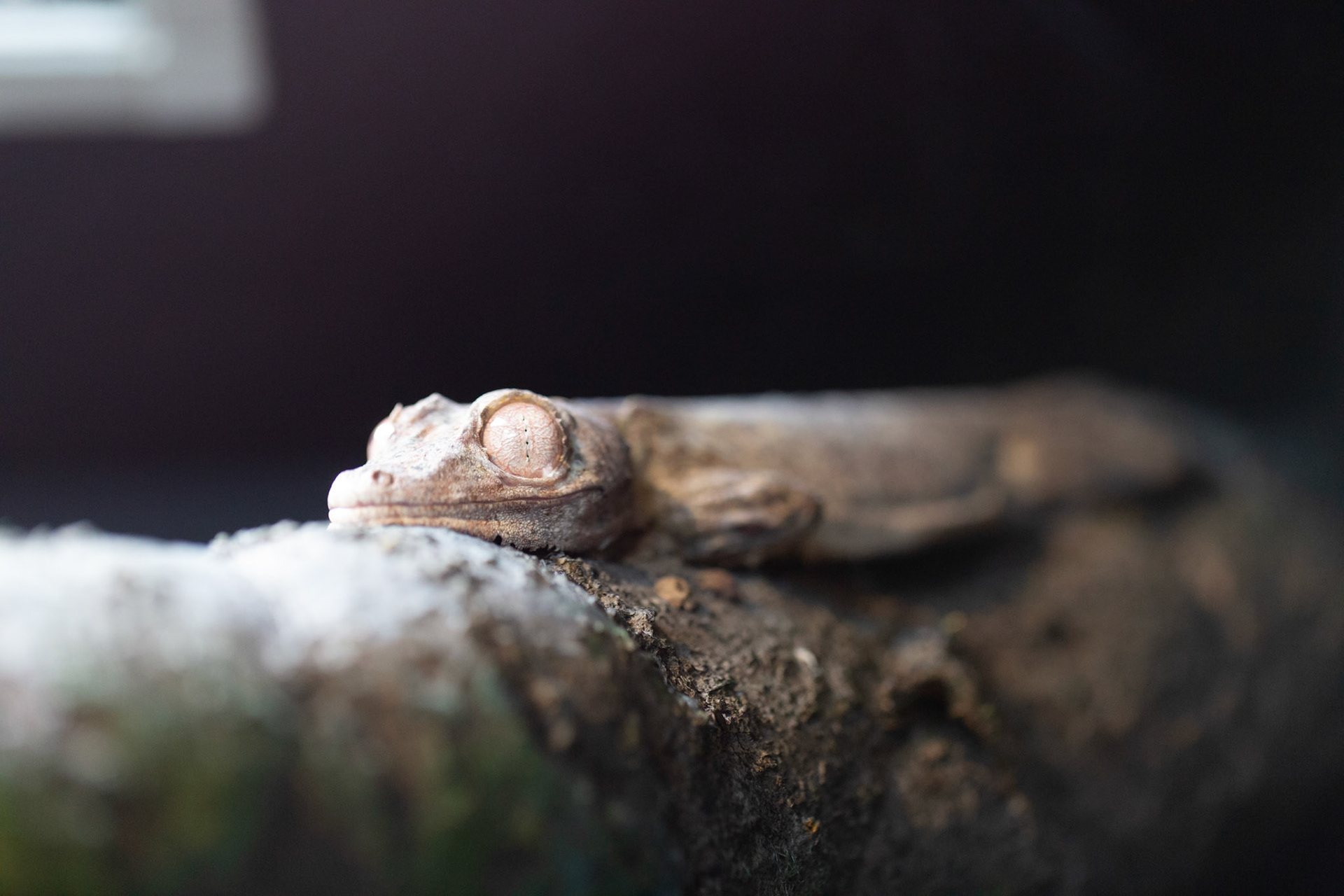 Leaf tailed gecko at Seneca Park Zoo