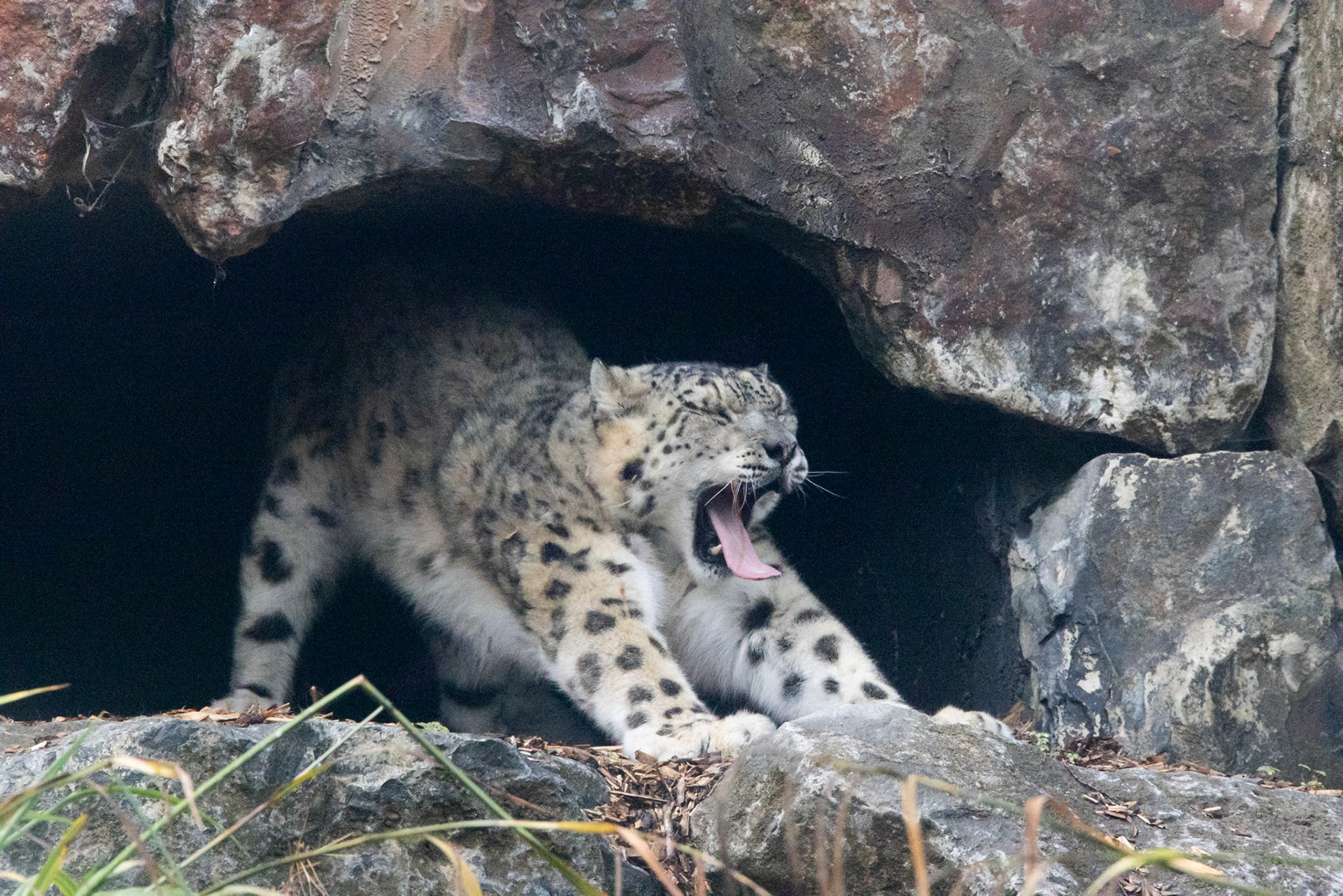 Snow leopard