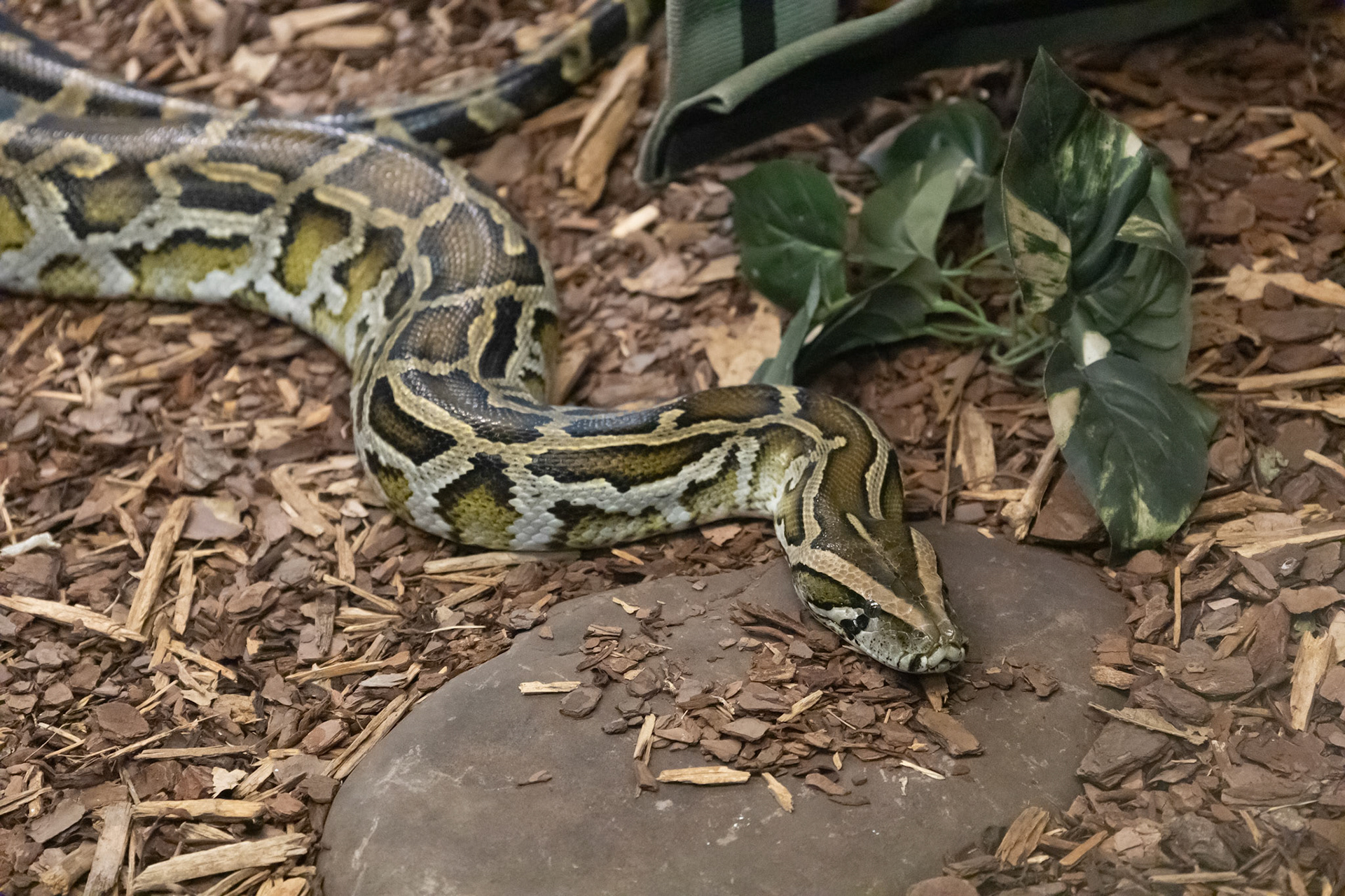 Burmese python