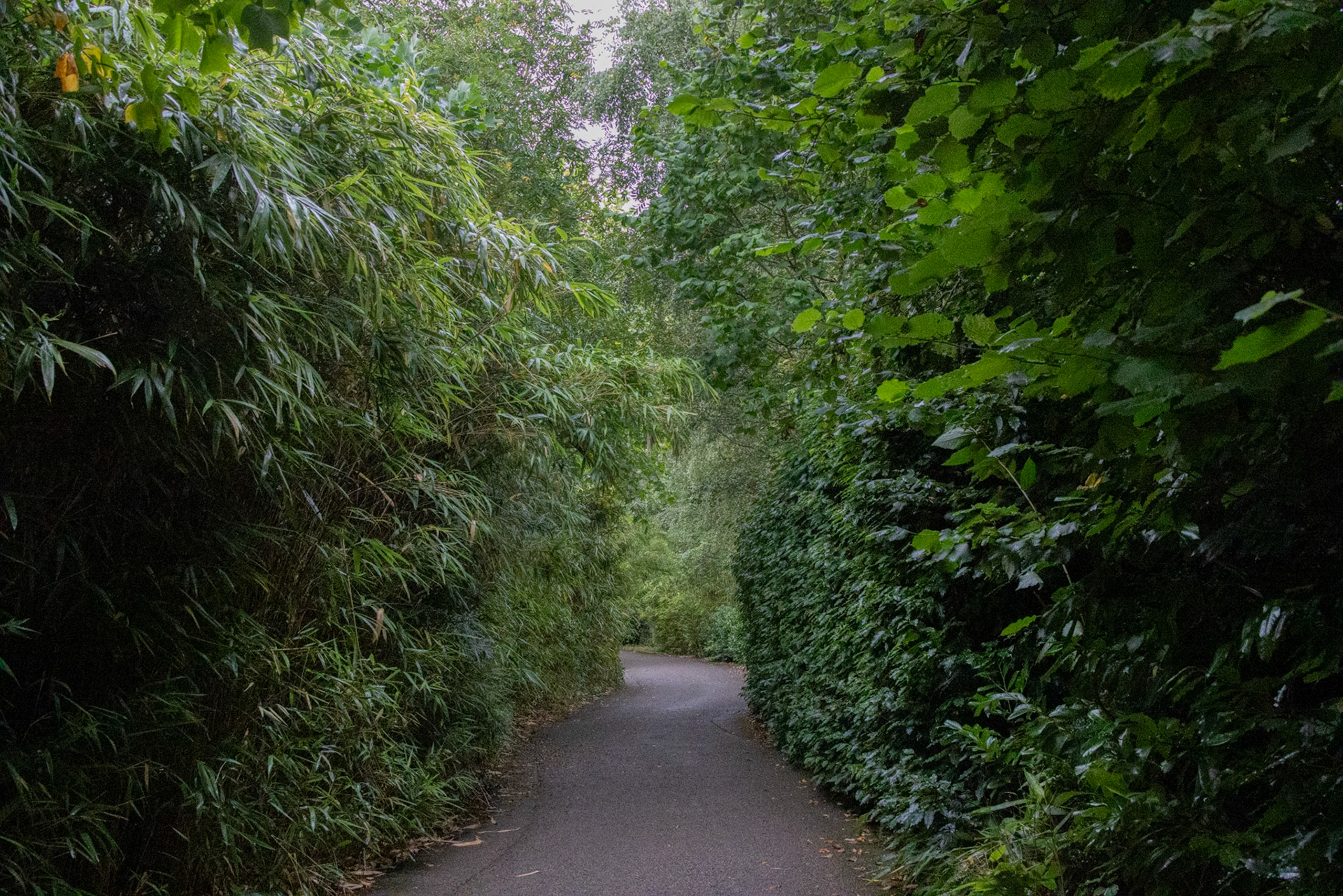 GREEN! Parts of eastern Ireland are basically a temperate rainforest.