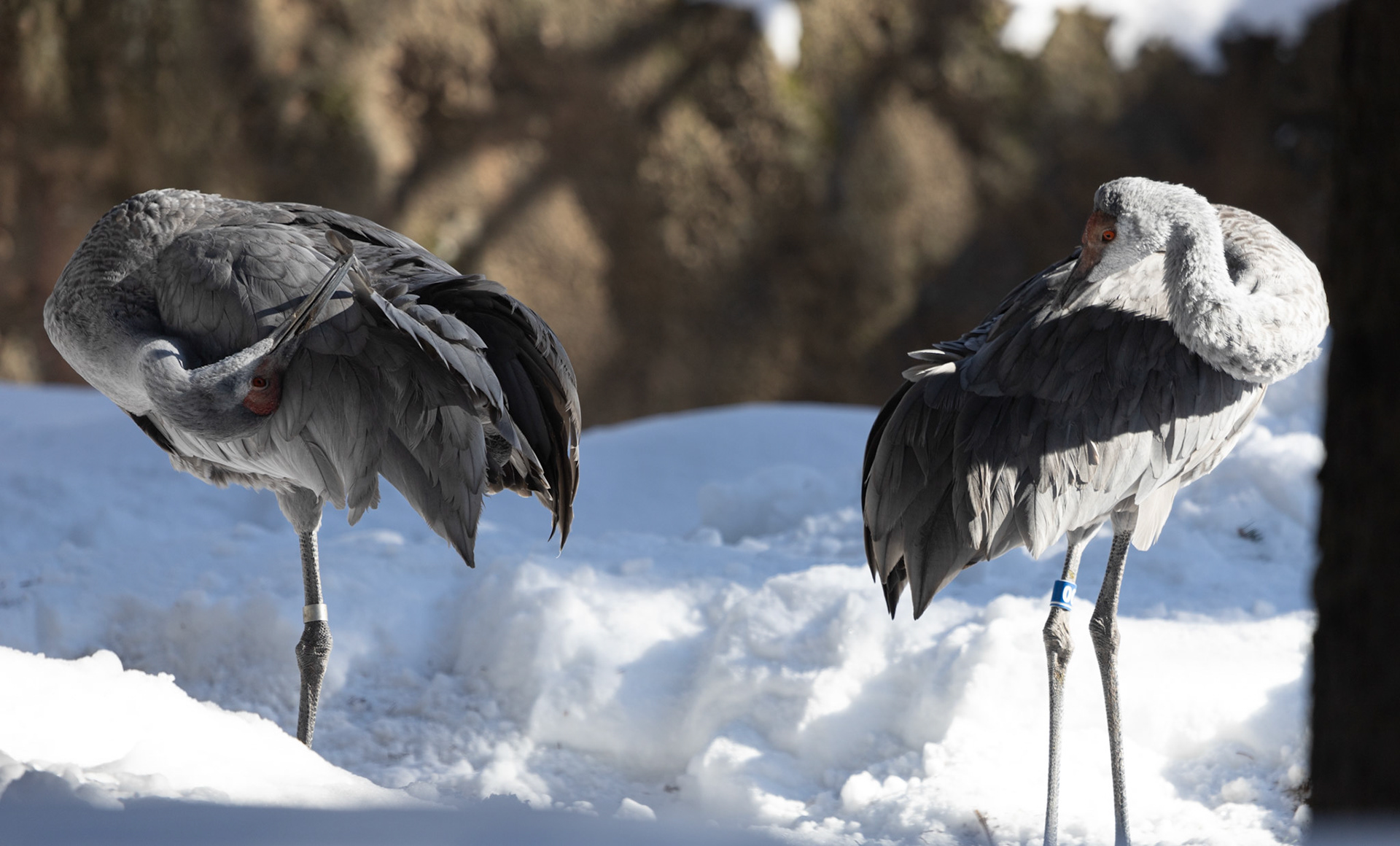 Sanhill cranes at Seneca Park Zoo