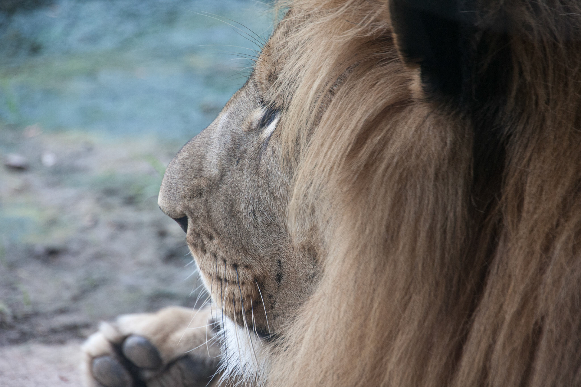 Big kitty (Chester ar Seneca Park Zoo)