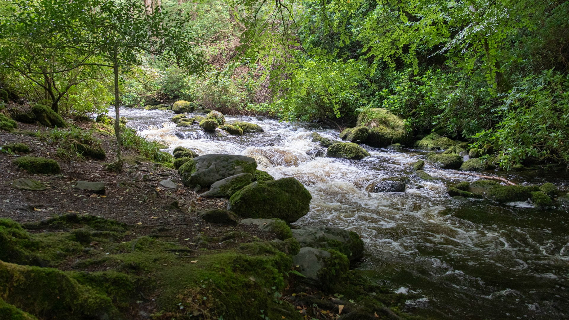 Owengarriff River, Killarney National Park