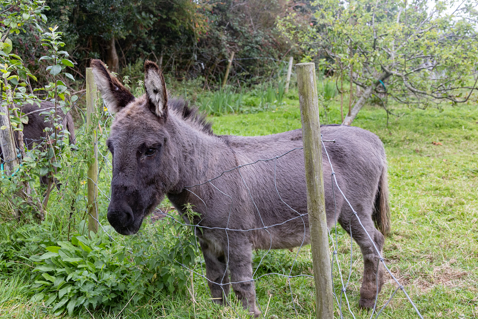 Donkey at sheep farm