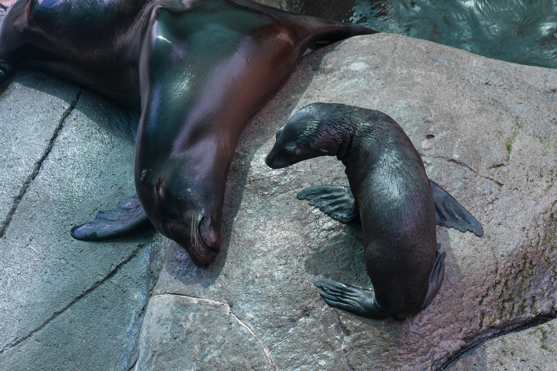 Mama and baby sea lion at Seneca Park Zoo