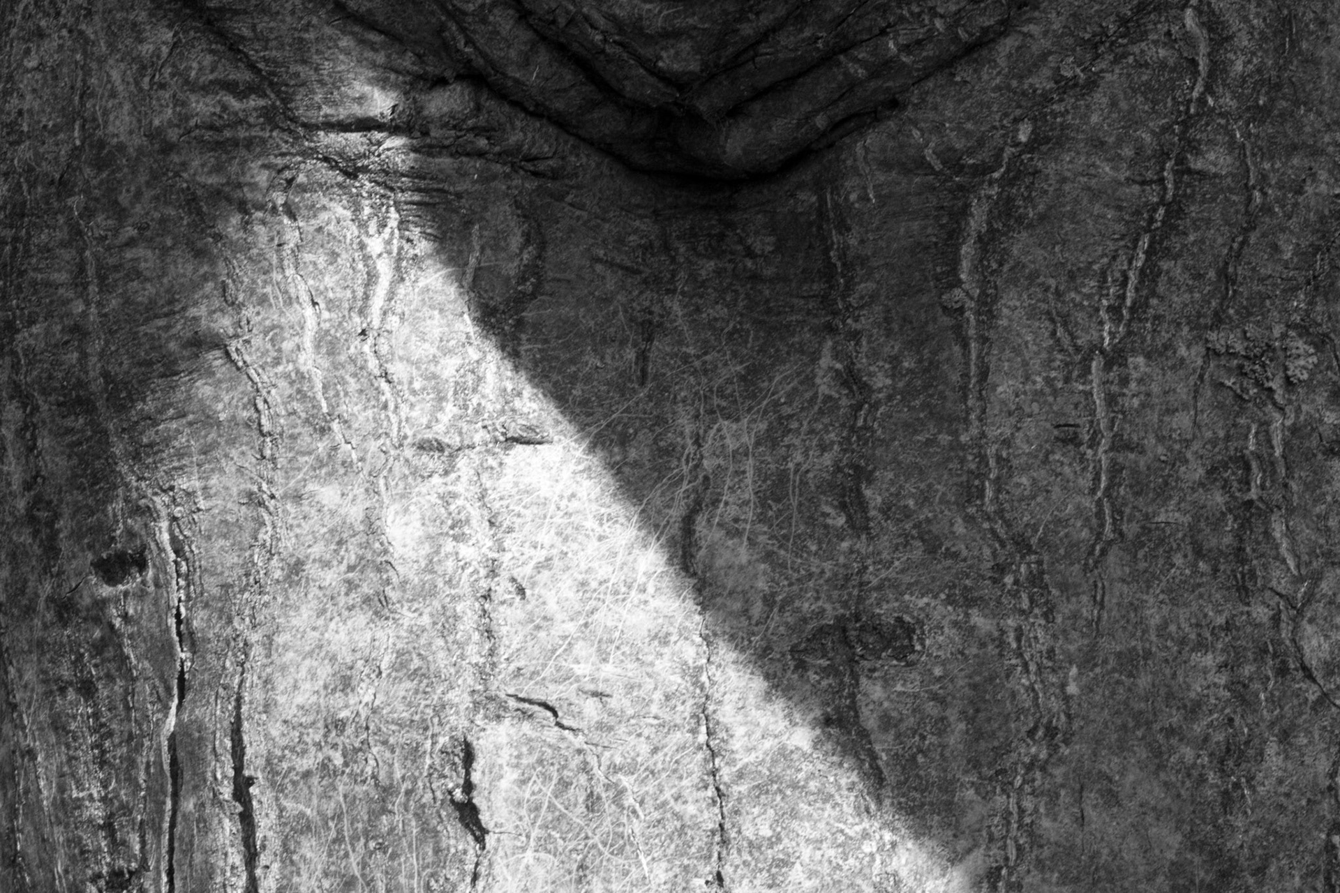 Windemere tree 18