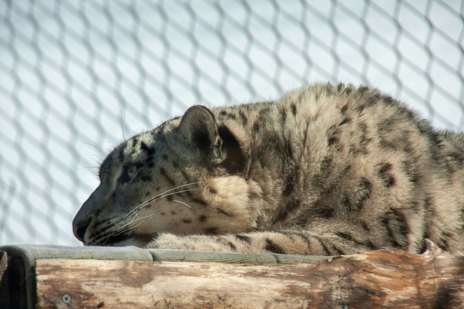 Snow Leopard, Seneca Park Zoo