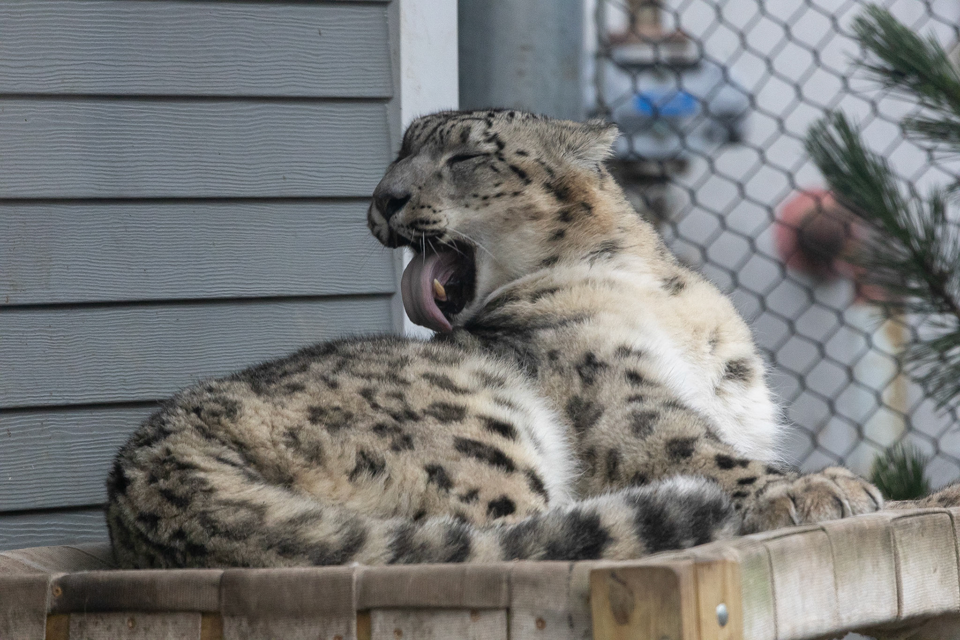 Snow leopard Kaba