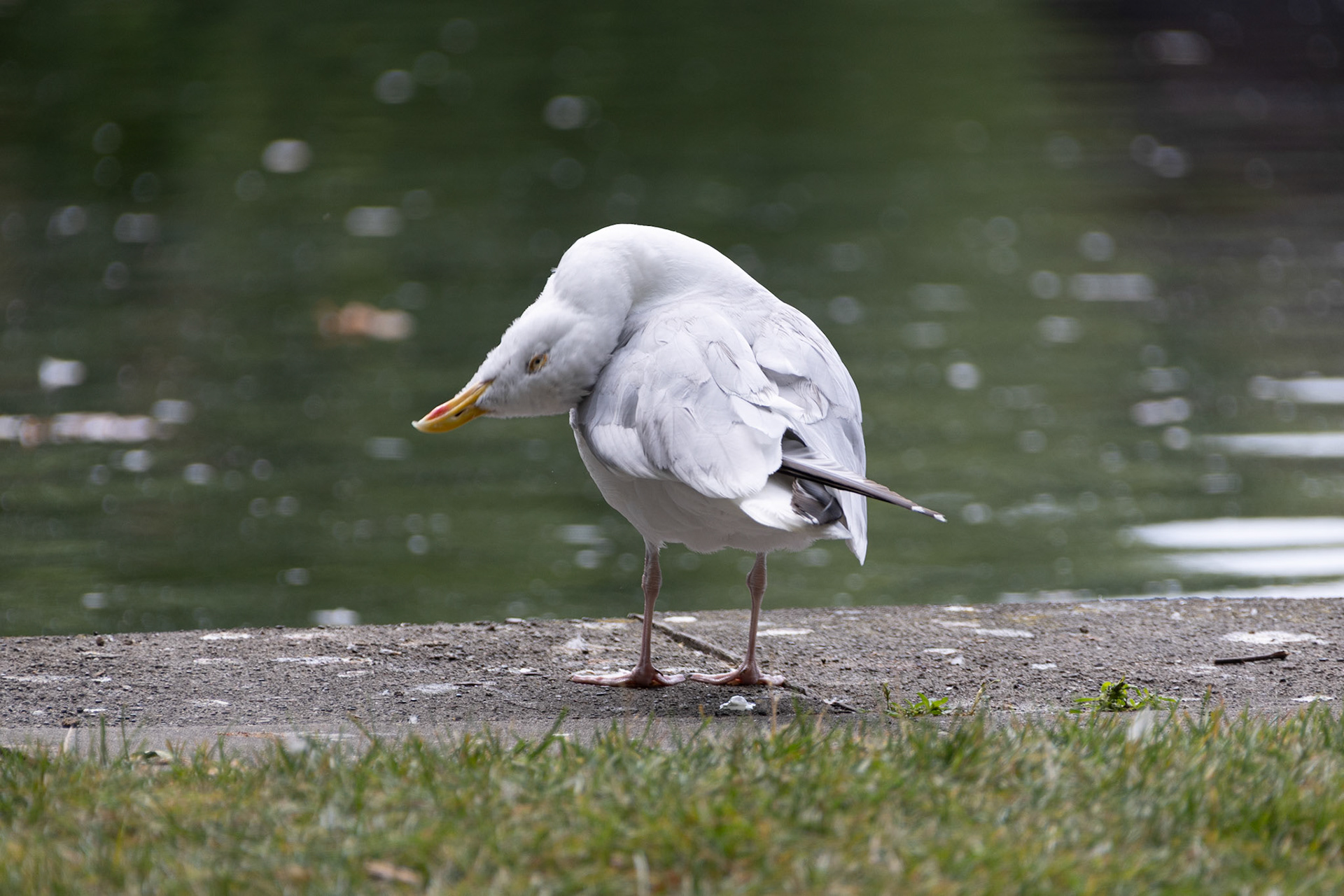 Goofy gull at St Stephen's Green